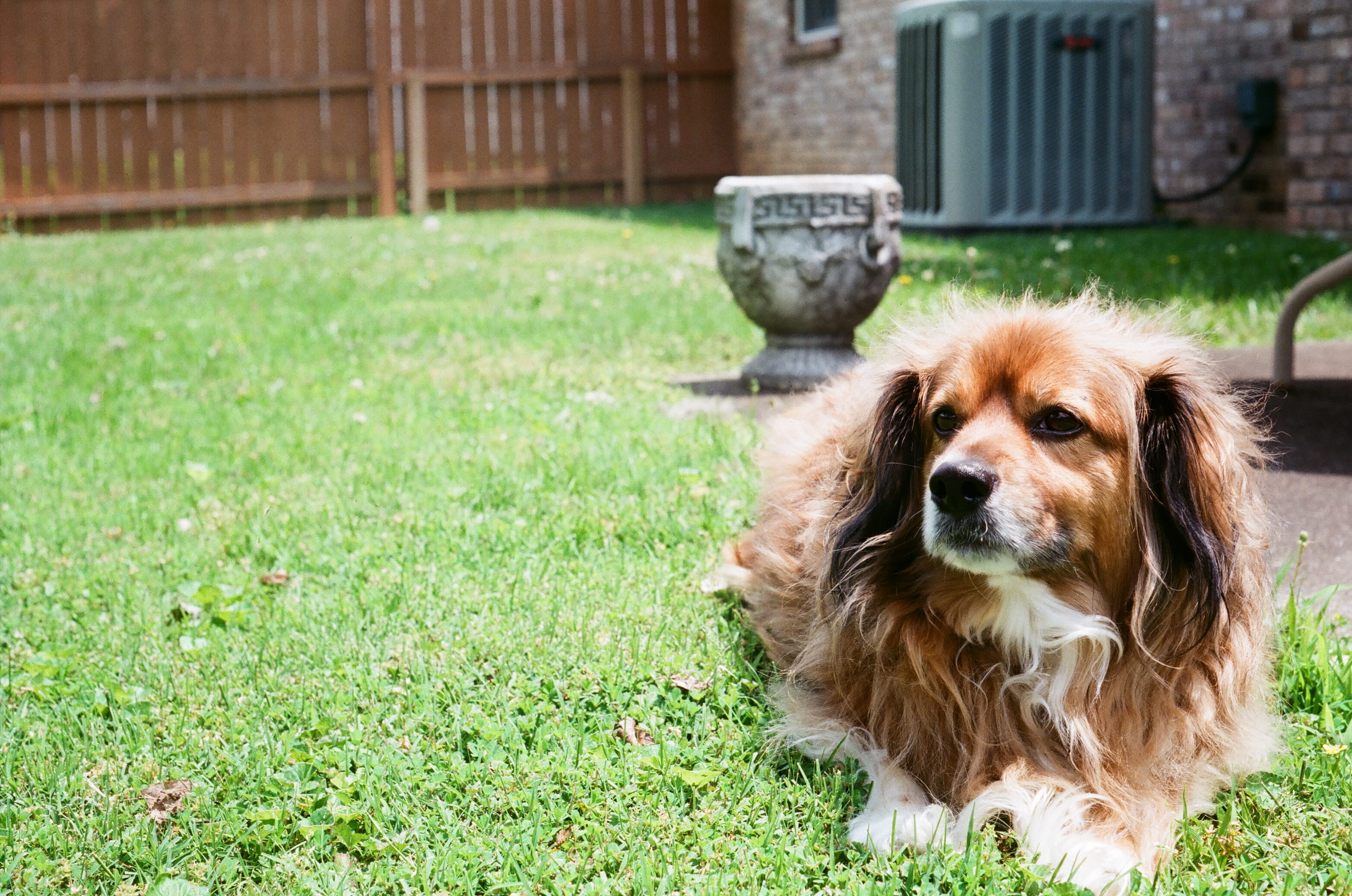 united states, animal themes, relaxation, 2K, portrait, canine, animal, plant, field, waiting, domestic animals, front or back yard, grass, small, green color, HD Wallpaper