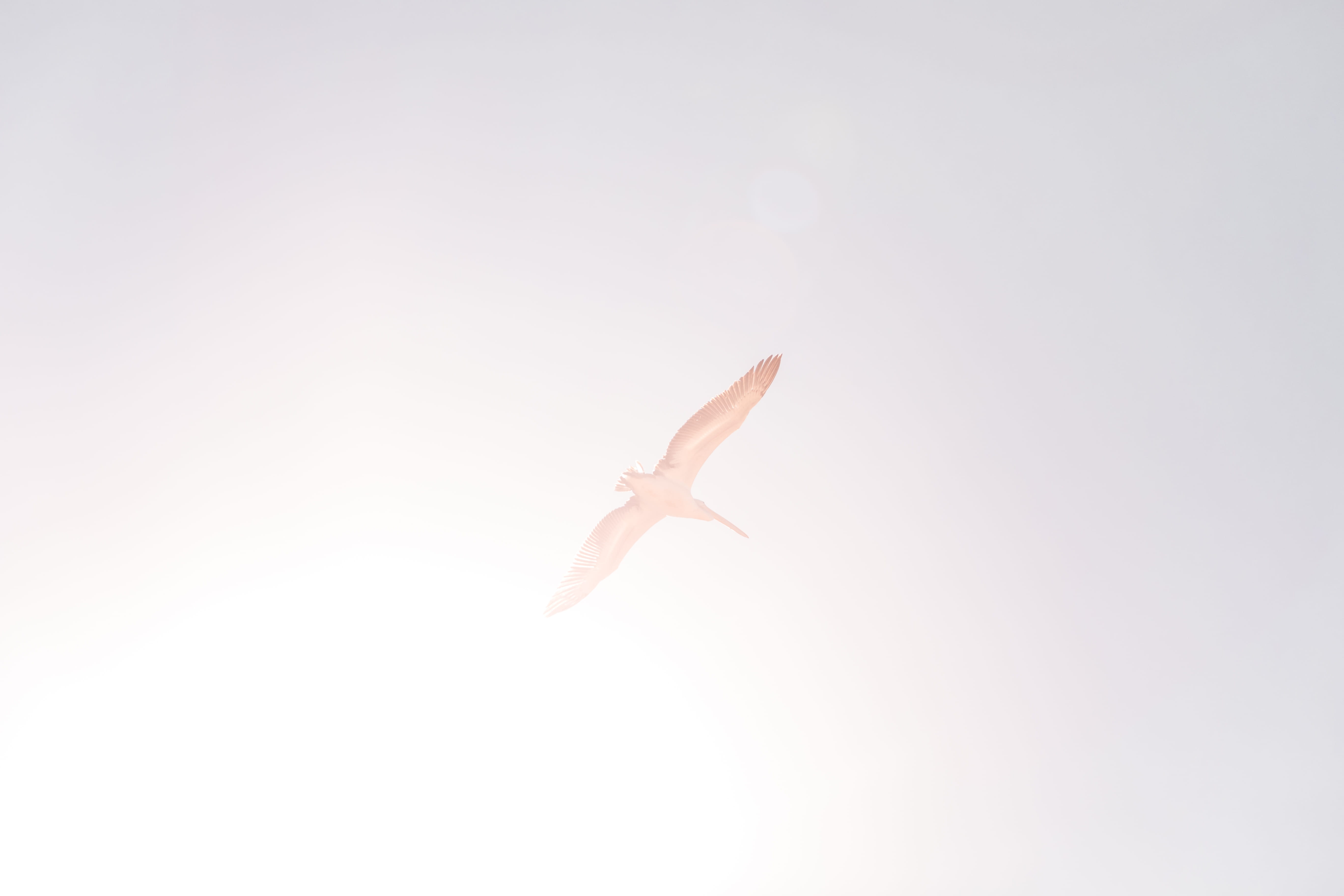 animal themes, studio shot, marine, bird, woodpecker, cut out, arm, full length, spread wings, no people, anthus, egret, ptarmigan, accipiter, heron, wren, HD Wallpaper