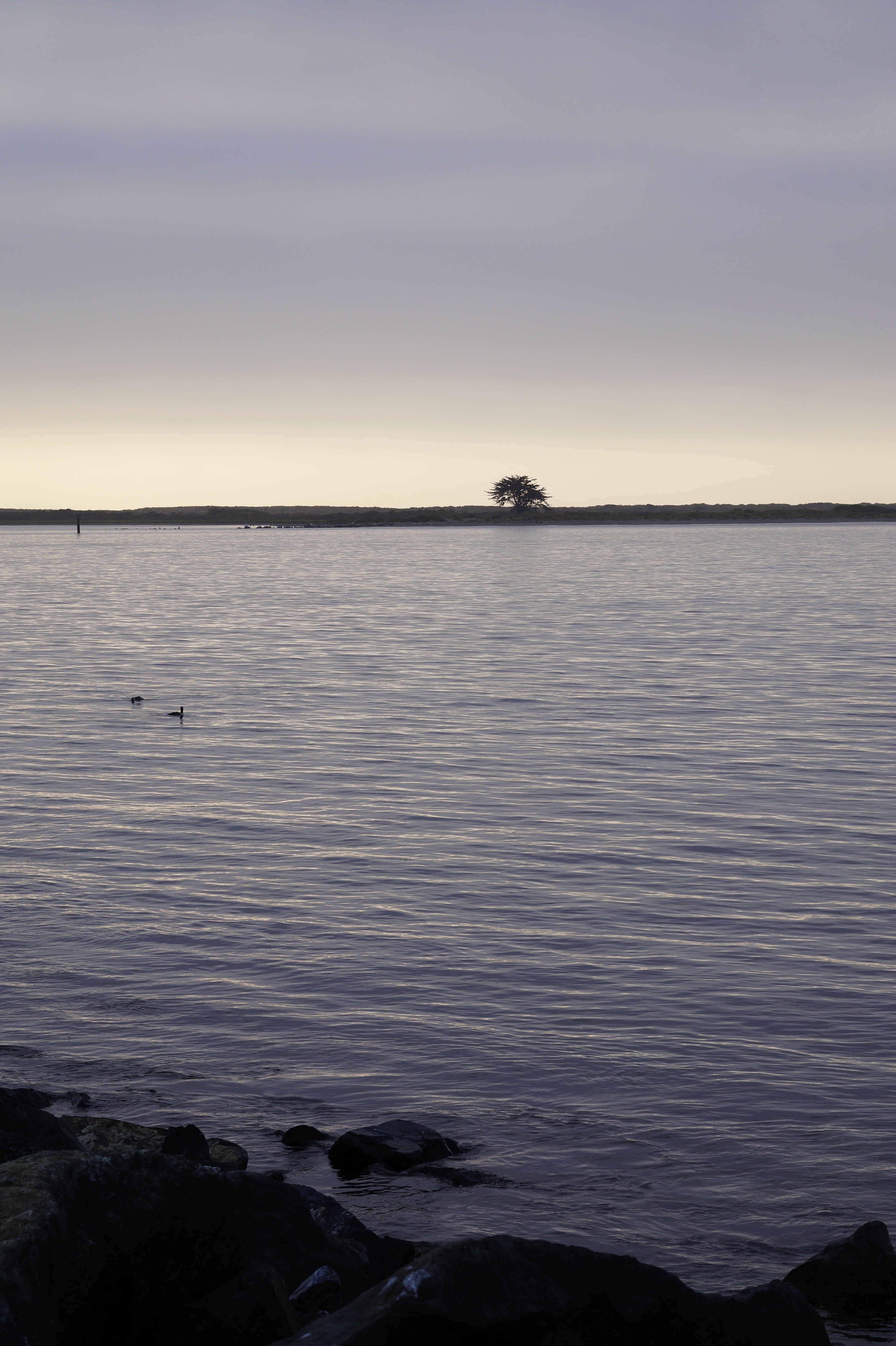 outdoors, silhouette, idyllic, humboldt bay, water, rock, lone tree, 5K, cloud - sky, scenics - nature, non-urban scene, sky, no people, beauty in nature, Phone HD Wallpaper