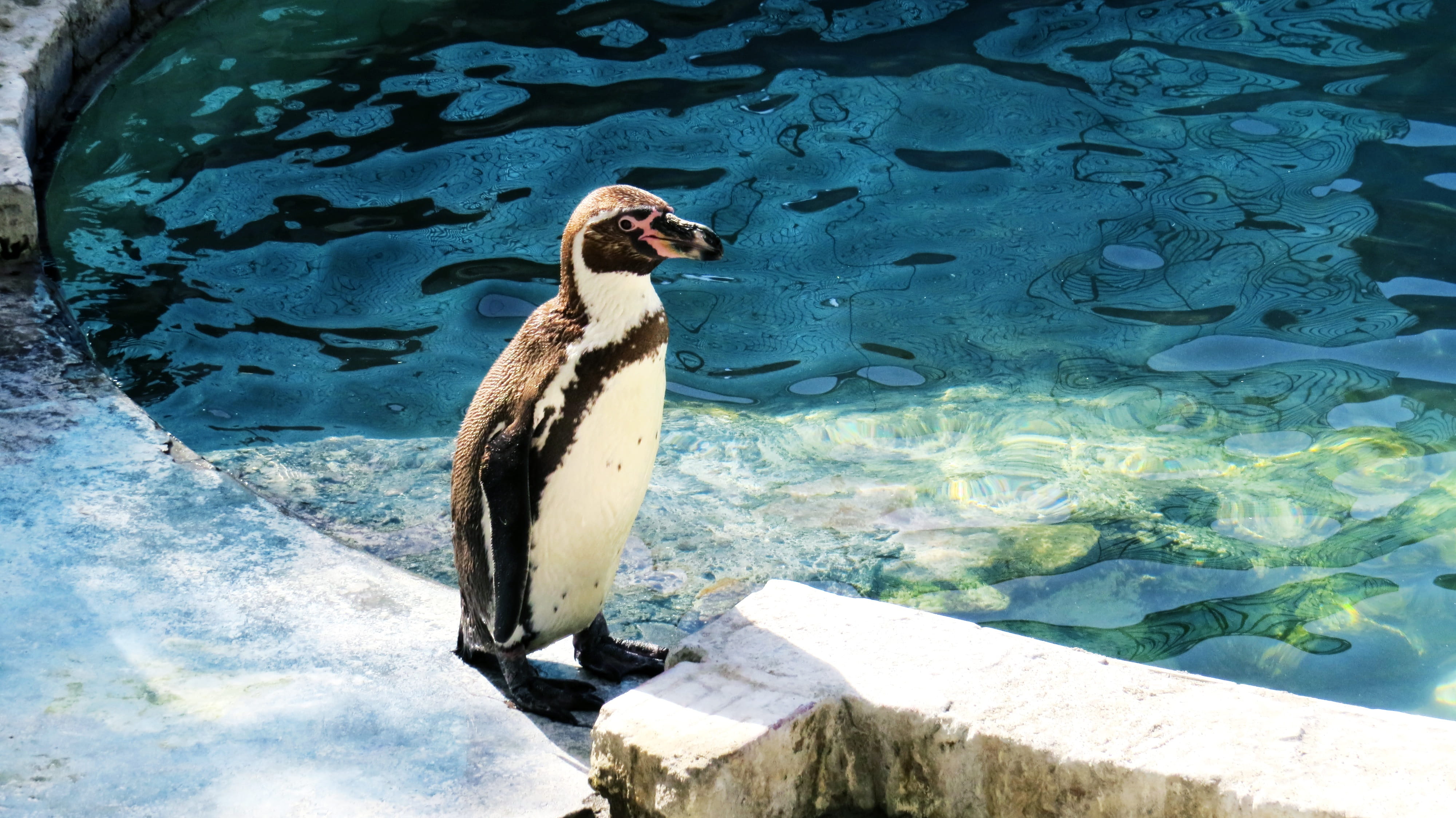 animals in the wild, high angle view, bird, pond, ave, day, water, animal wildlife, outdoors, beauty, peak, sunlight, penguin, lake, fauna, water animal, HD Wallpaper