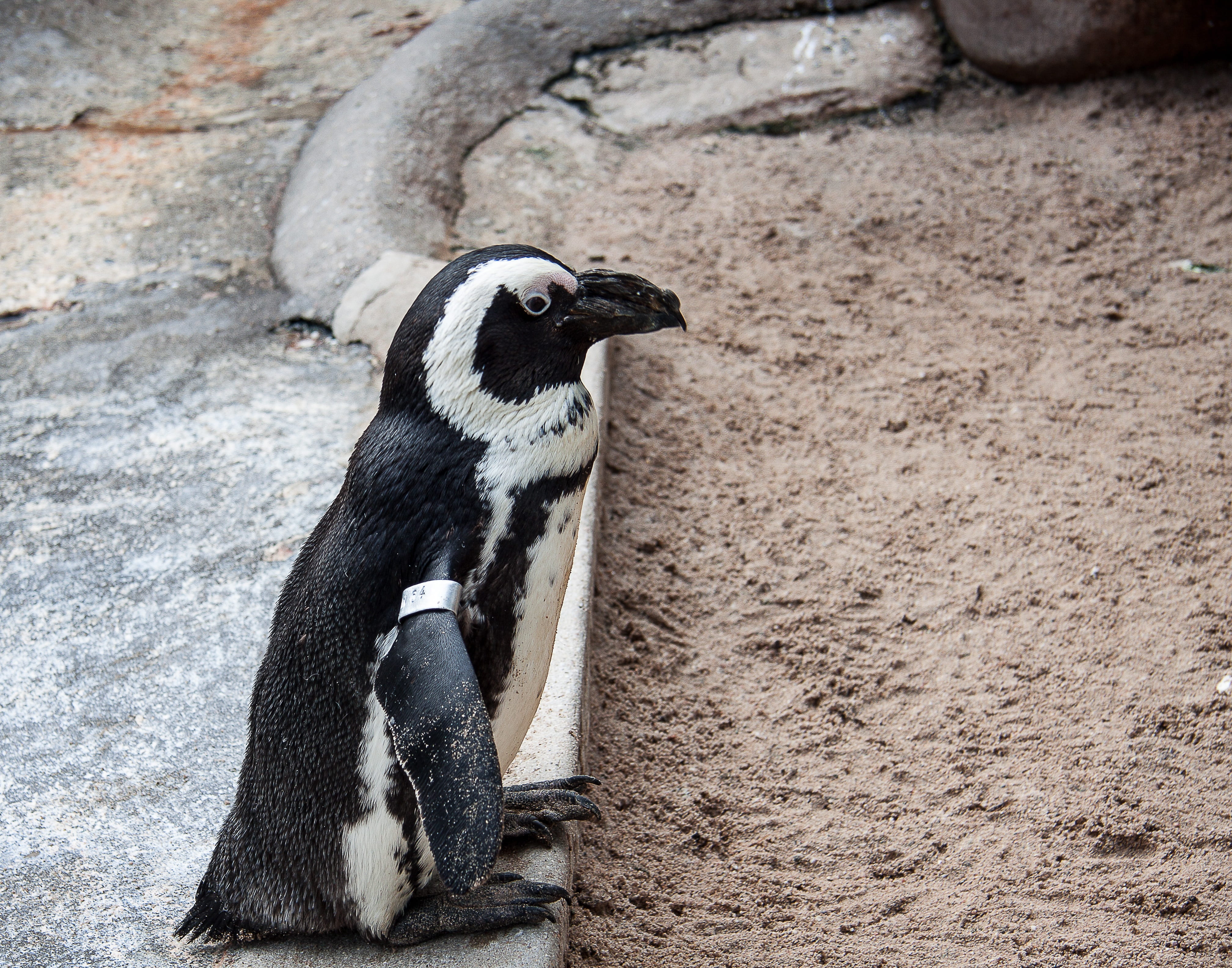 outdoors, zoo, humboldt penguin, vertebrate, no people, one animal, close-up, mammal, animal wildlife, looking away, day, focus on foreground, solid, animals in the wild, HD Wallpaper