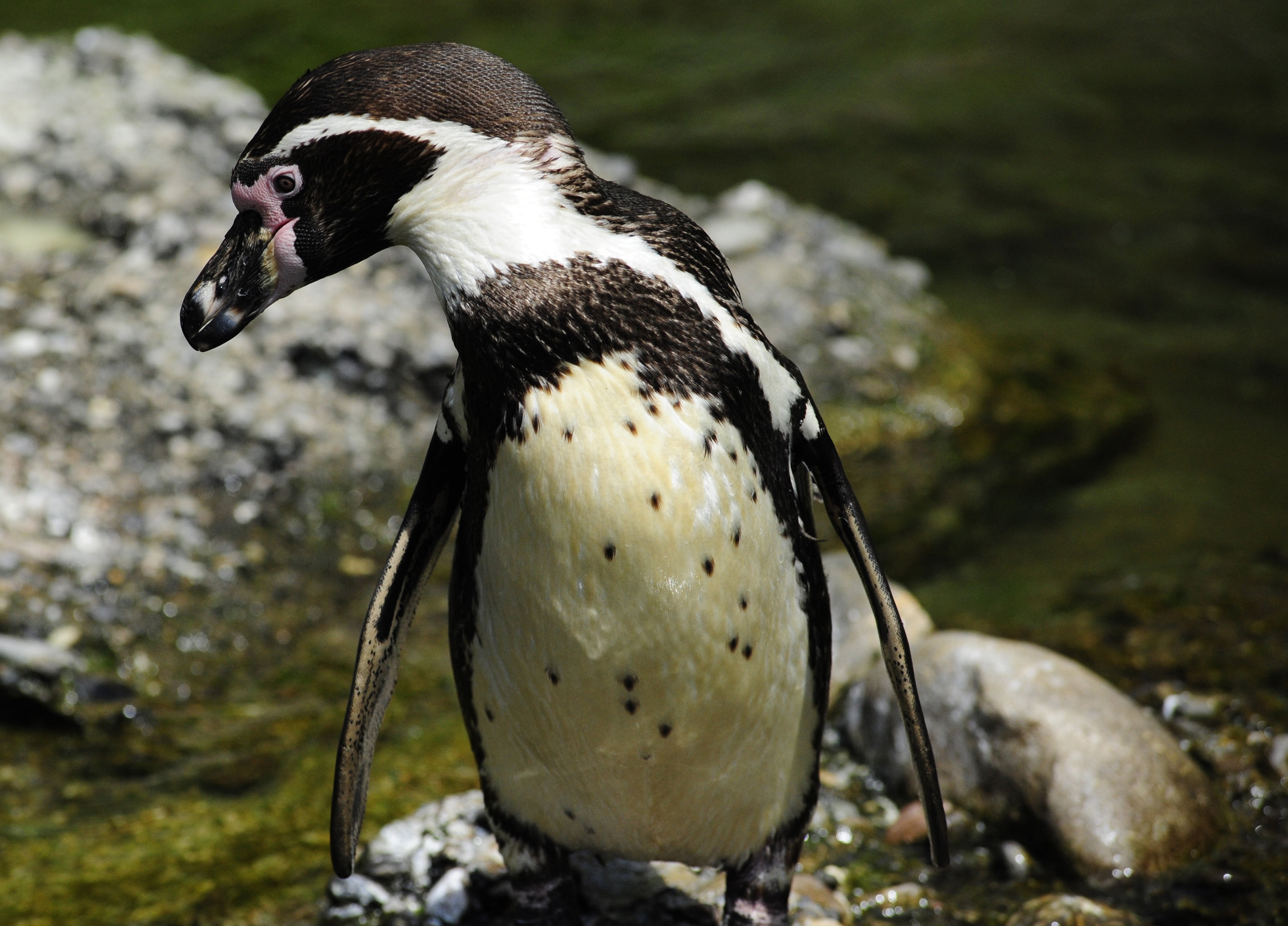 no people, sphensus humboldt, focus on foreground, rock - object, humboldt penguin, wet, one animal, wing, fins, side view, animal, solid, full length, HD Wallpaper