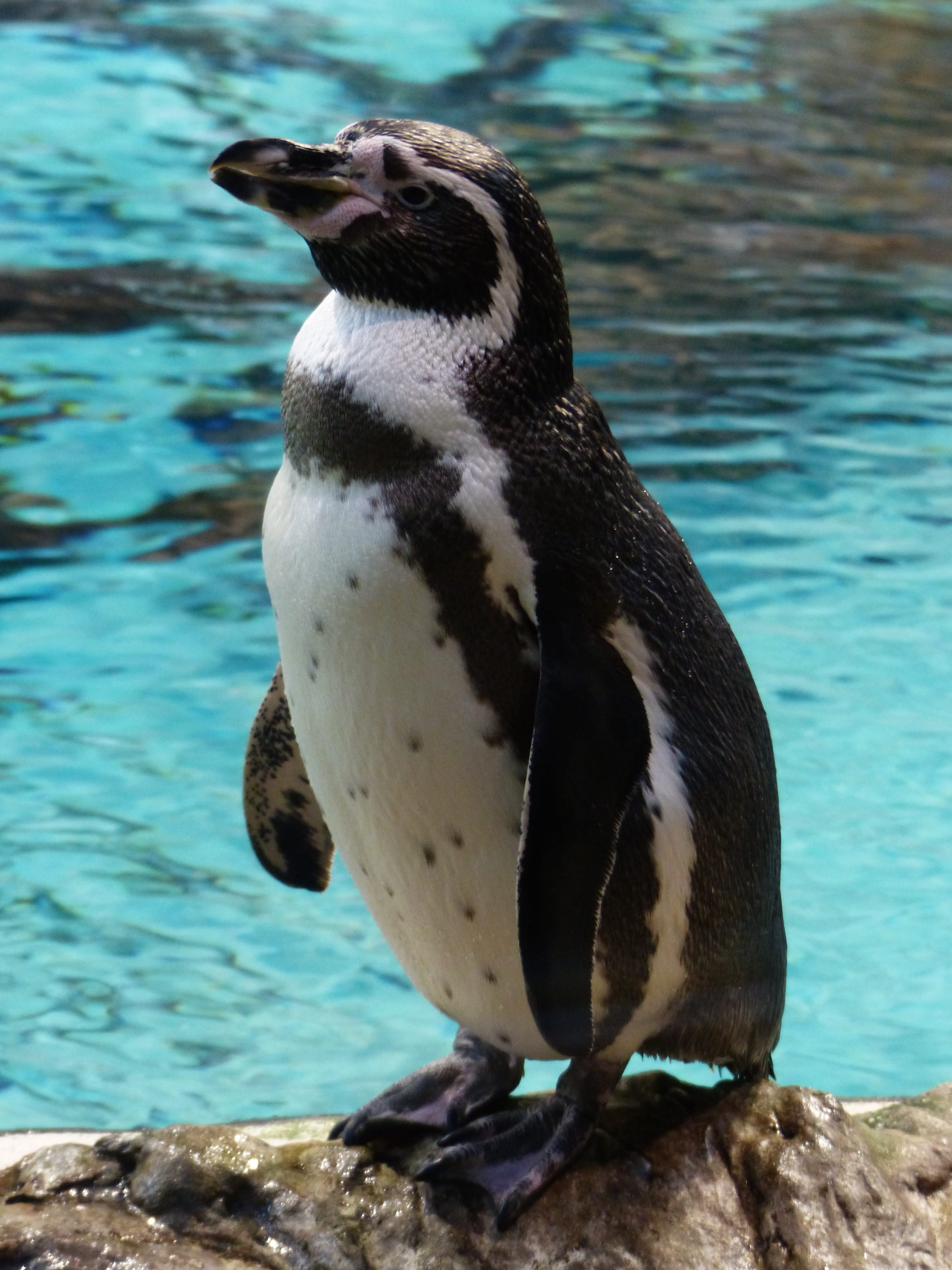 sea, marine, 4K, animals in the wild, black, spheniscus humboldti, glasses penguin, solid, close-up, spheniscidae, focus on foreground, one animal, curious, Phone HD Wallpaper