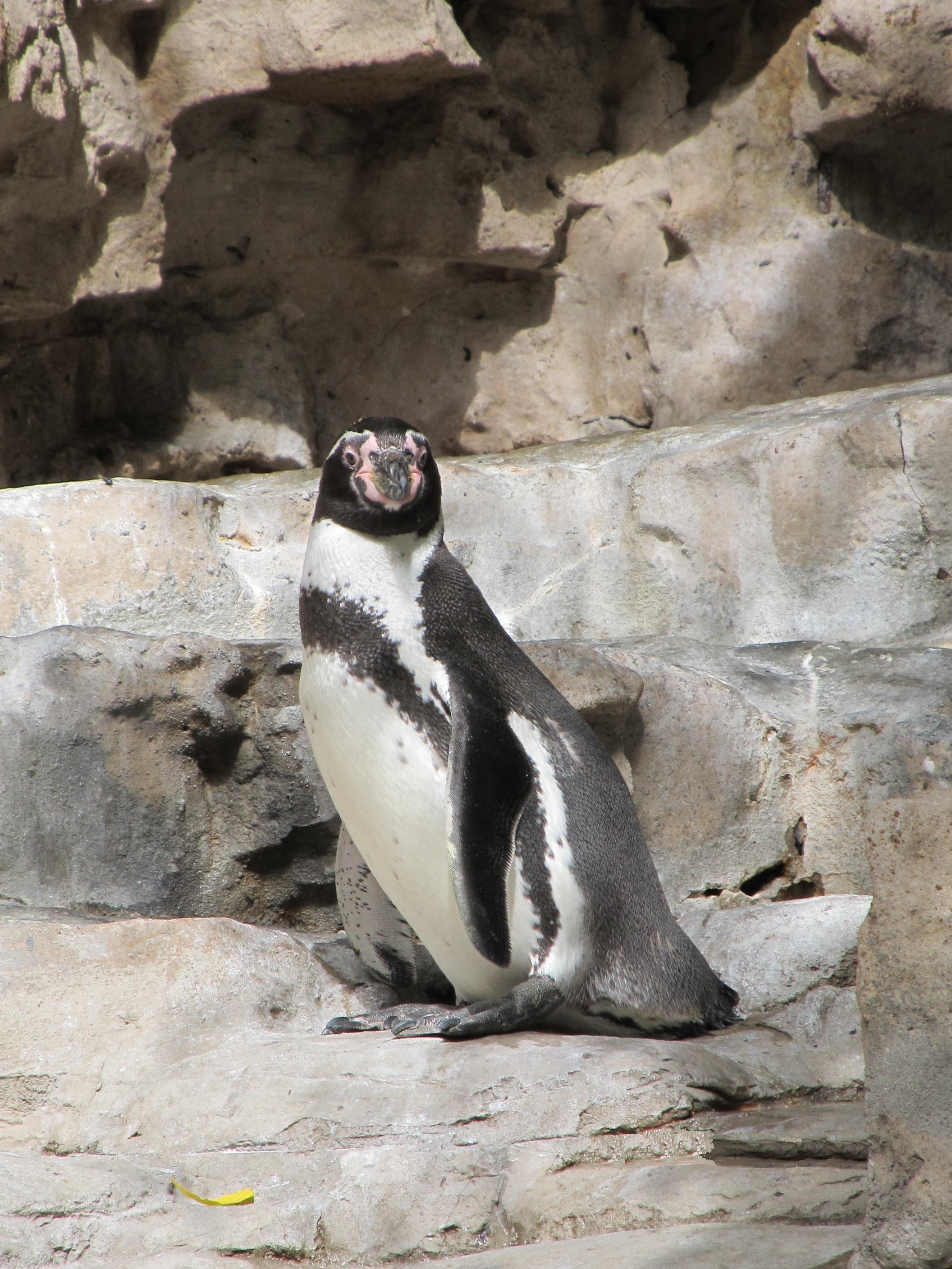 bird feathers, spheniscus humboldti, humboldt penguin, vertebrate, animal wildlife, outdoors, one animal, 2K, animal themes, rock, sunlight, full length, Phone HD Wallpaper