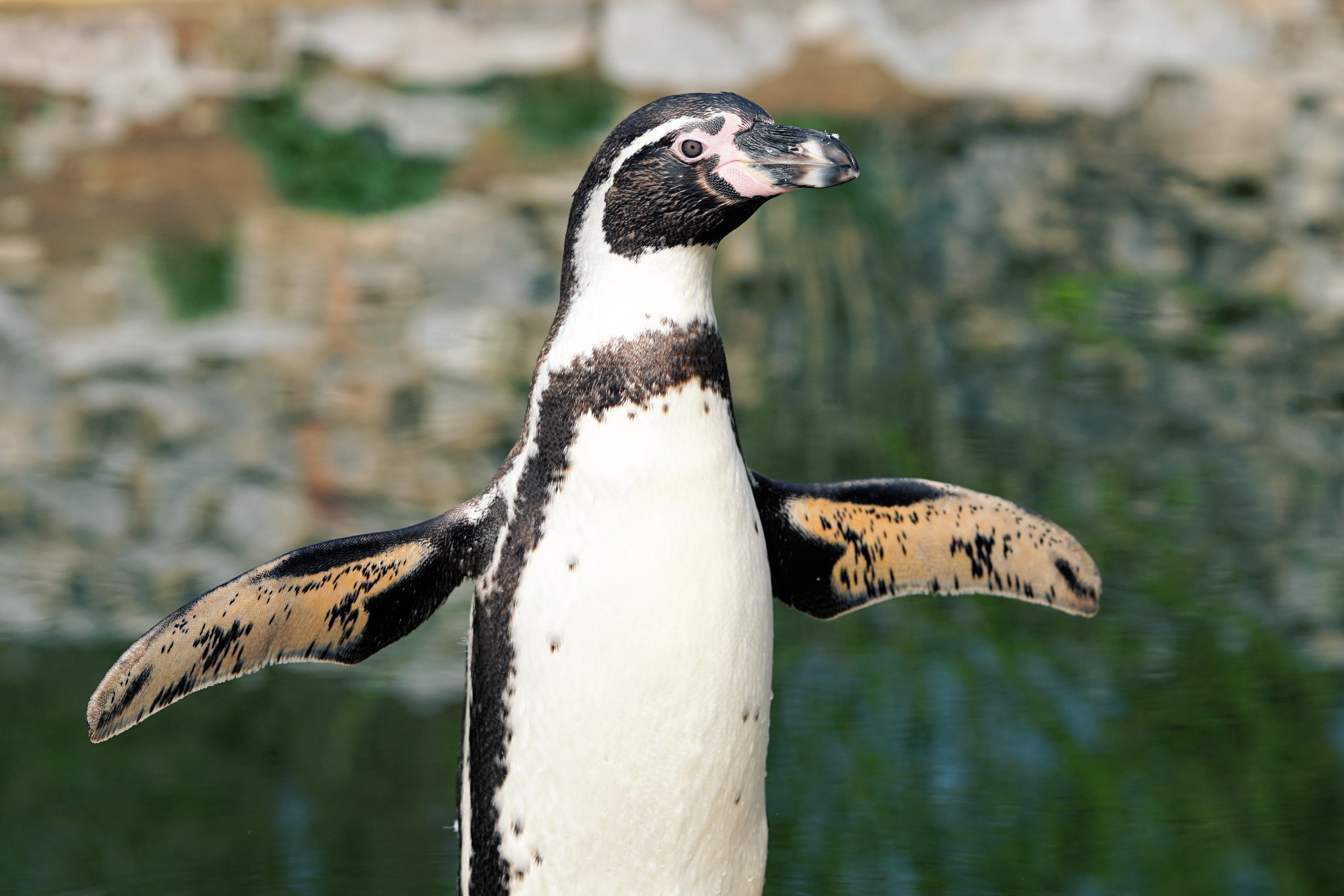 nature, animal themes, penguin, bill, animal wildlife, animals in the wild, lake, day, looking, humboldt penguin, 4K, vertebrate, outdoors, animal world, HD Wallpaper