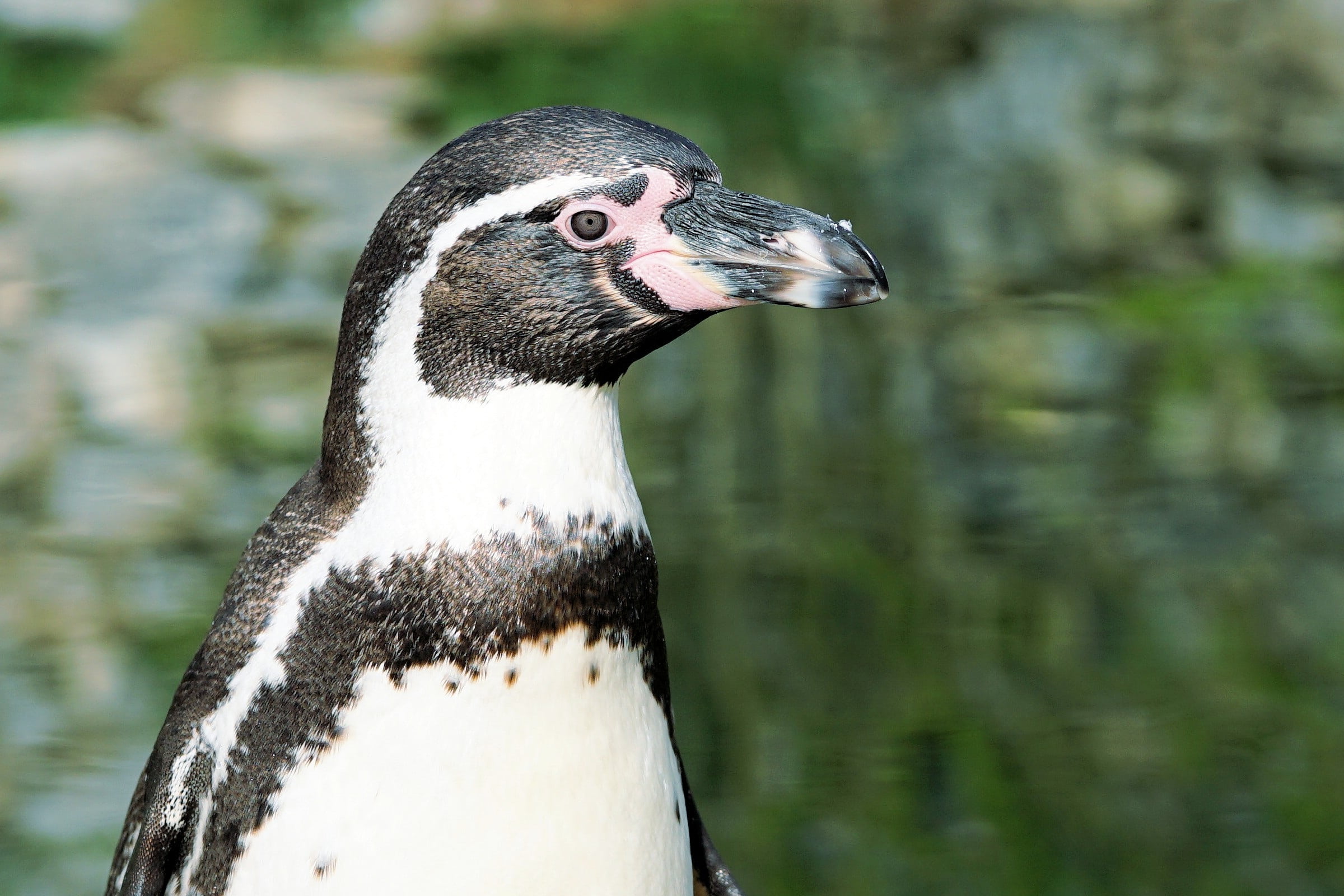 profile view, beak, water, poultry, bird, animal, day, animal wildlife, animal body part, 1080P, magellanic, penguin, animal head, zoo sababurg, animal themes, HD Wallpaper