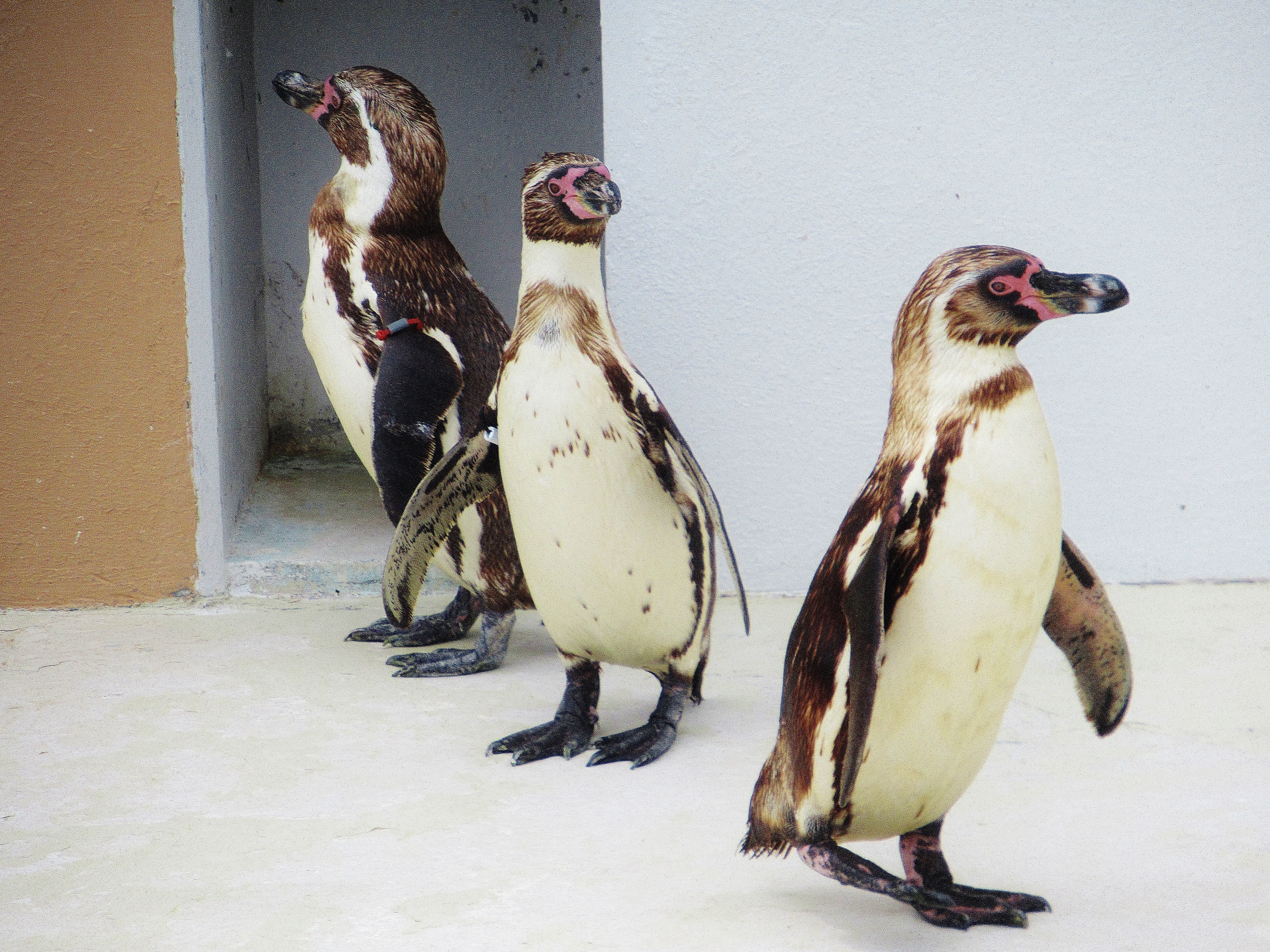 white, zoo, no people, animal themes, three, penguins, snow, land, animals in the wild, humboldt penguin, penguins in captivity, animal family, winter, HD Wallpaper