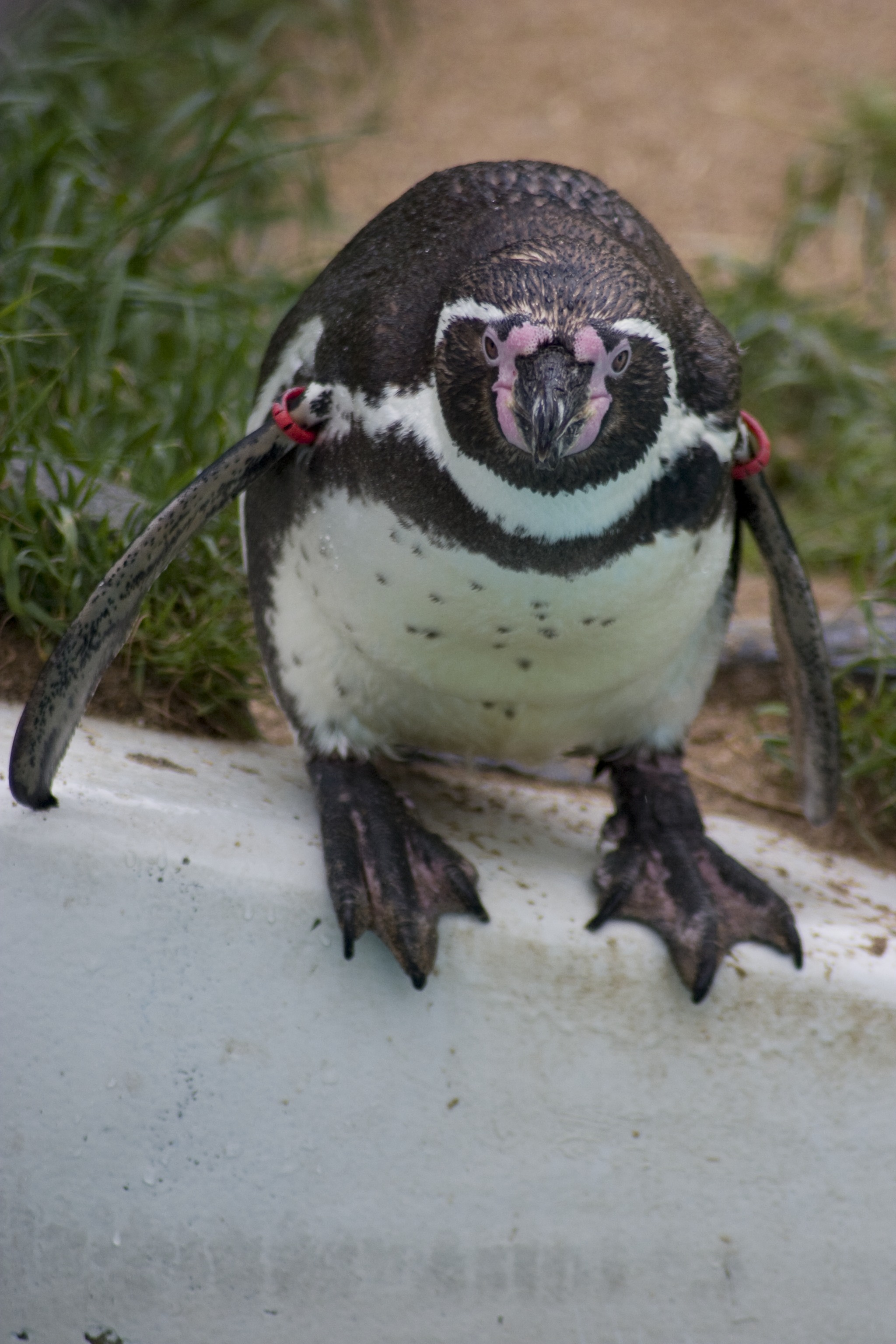 wildlife, one animal, animals wildlife, swim, full length, outdoors, animals in the wild, bill, perching, close-up, penguin, animals, fish, jump, survive, Phone HD Wallpaper