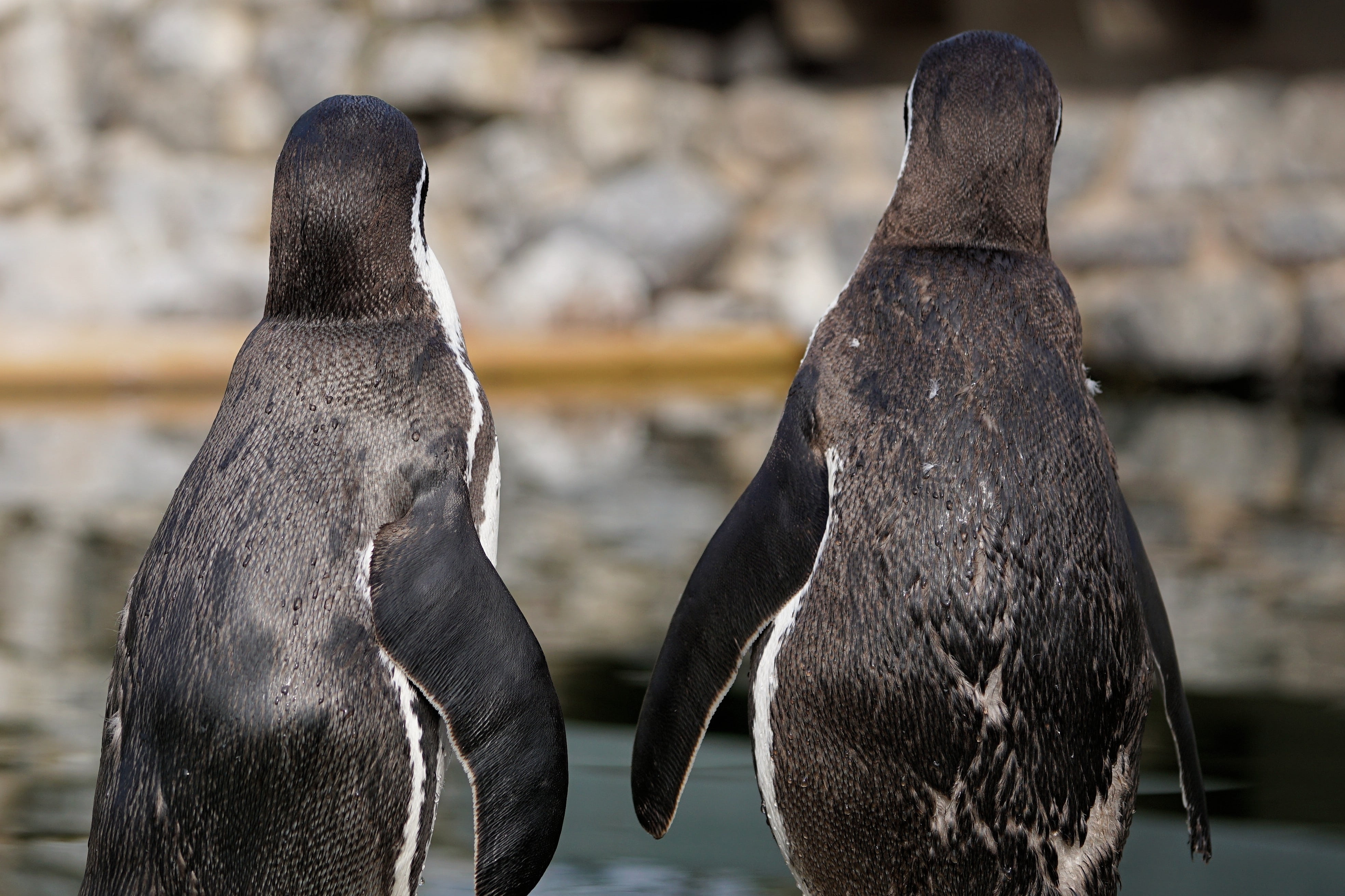 day, outdoors, animal body part, vertebrate, animal world, zoo, animals in the wild, no people, 4K, mammal, humboldt penguin, sababurg castle, bird, zoo sababurg, HD Wallpaper
