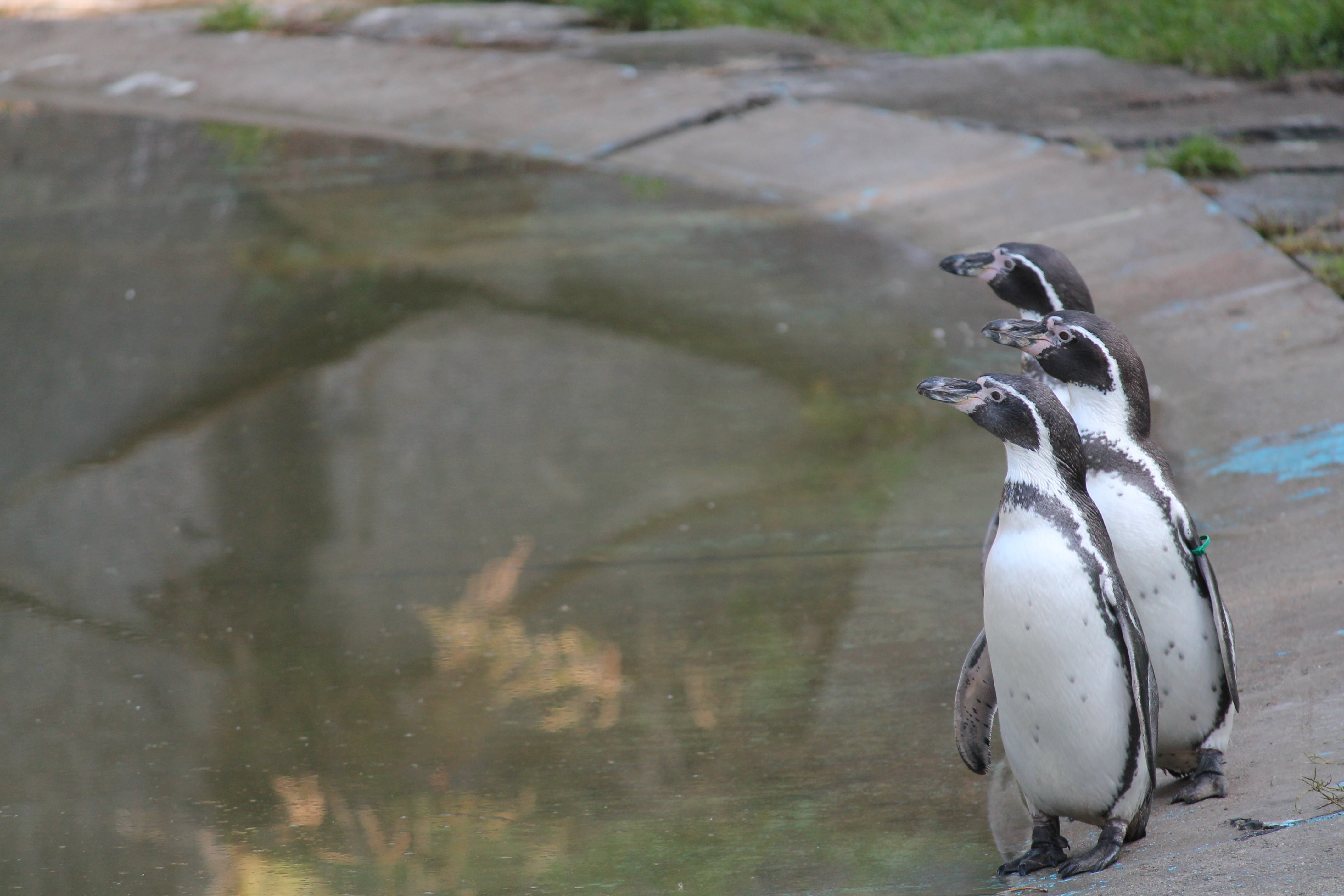 focus on foreground, water, no people, lake, nature, 4K, penguin, outdoors, animal wildlife, bird, perching, vertebrate, day, trio, full length, animal themes, HD Wallpaper