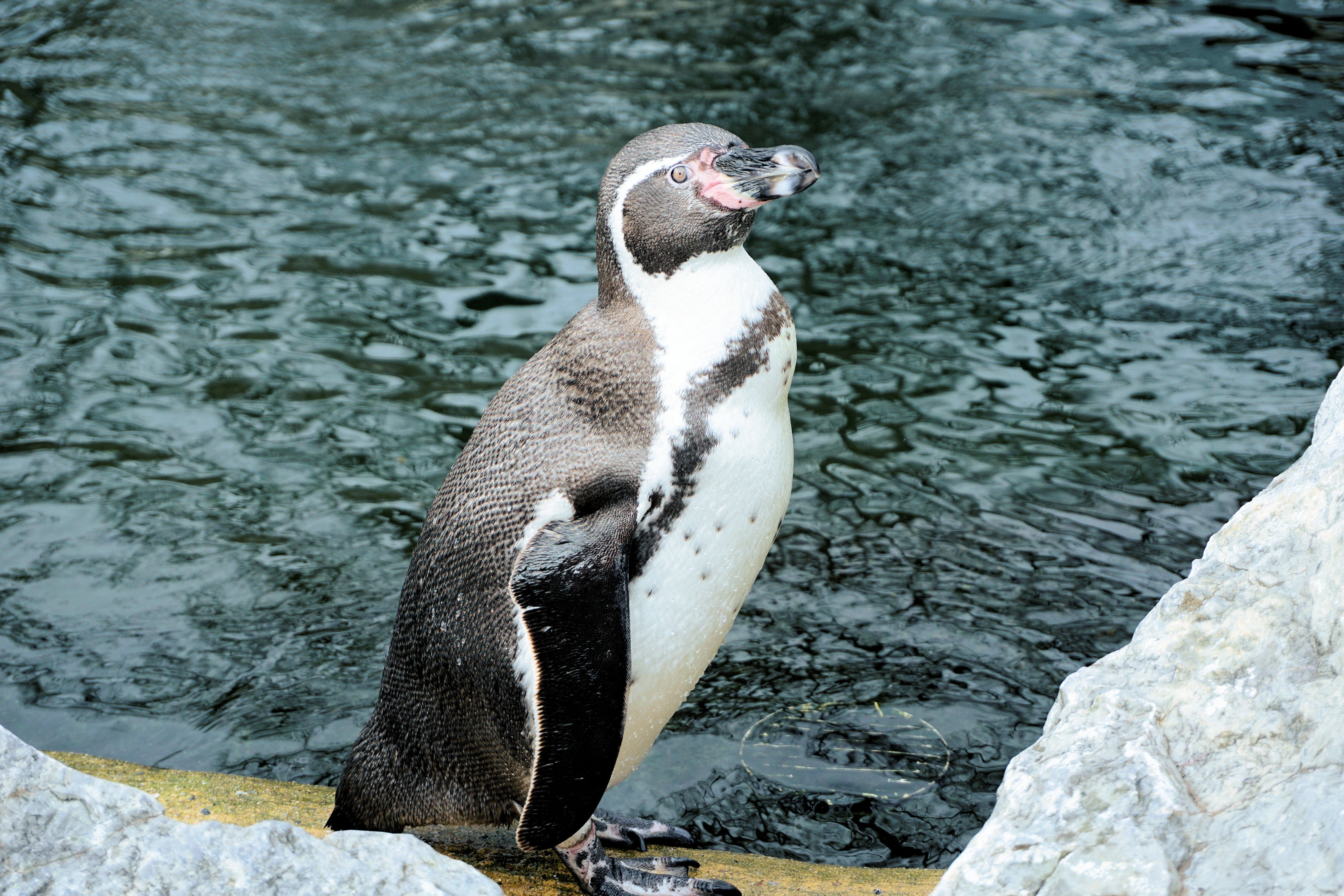 zoo sababurg, day, side view, vertebrate, zoo, bill, animal themes, high angle view, no people, animals in the wild, animal wildlife, sababurg castle, solid, HD Wallpaper