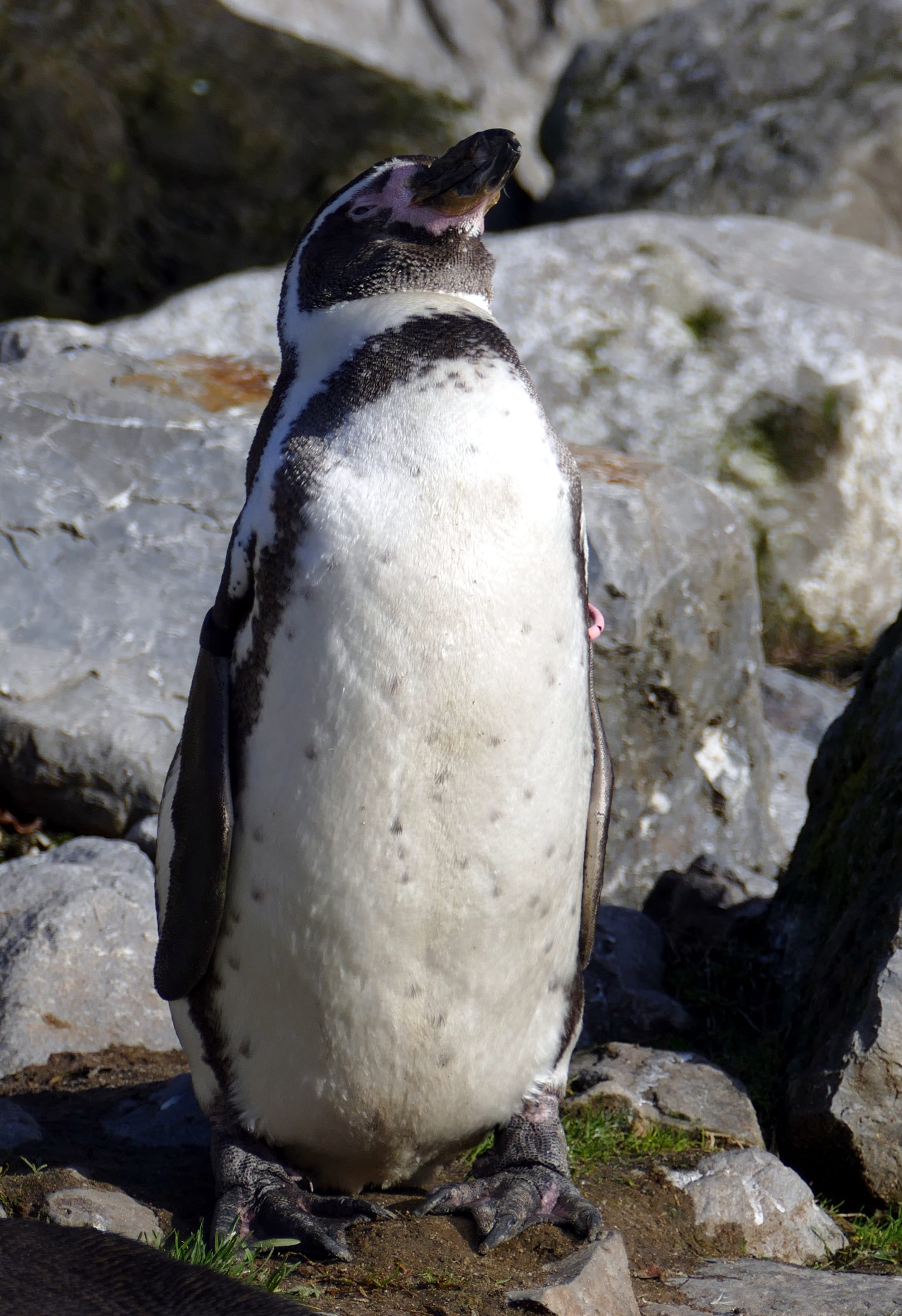 animal wildlife, penguin, viseter, humboldtstroom, peru, pinguinsoort, solid, one animal, rock, bird, humboldt, waterfowl, high angle view, chile, nature, Phone HD Wallpaper
