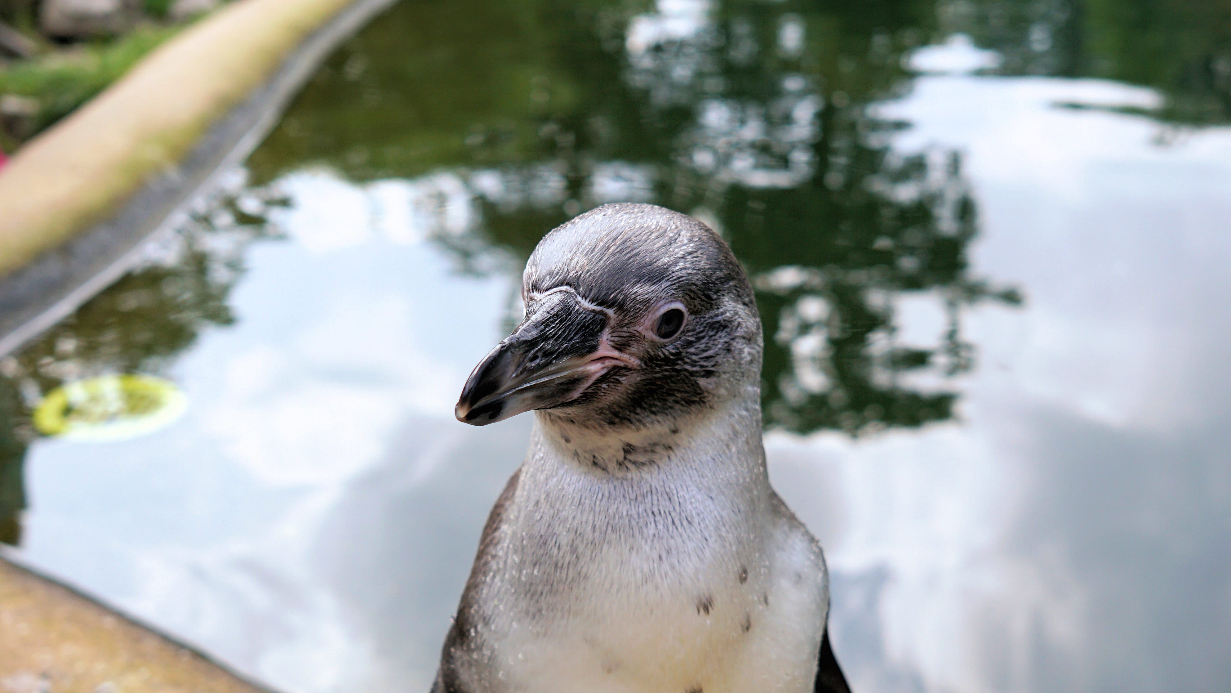 one animal, animal head, animal body part, vertebrate, nature, penguin, animal, lake, outdoors, goose, humboldt penguin, water, zoo, animal world, bill, HD Wallpaper