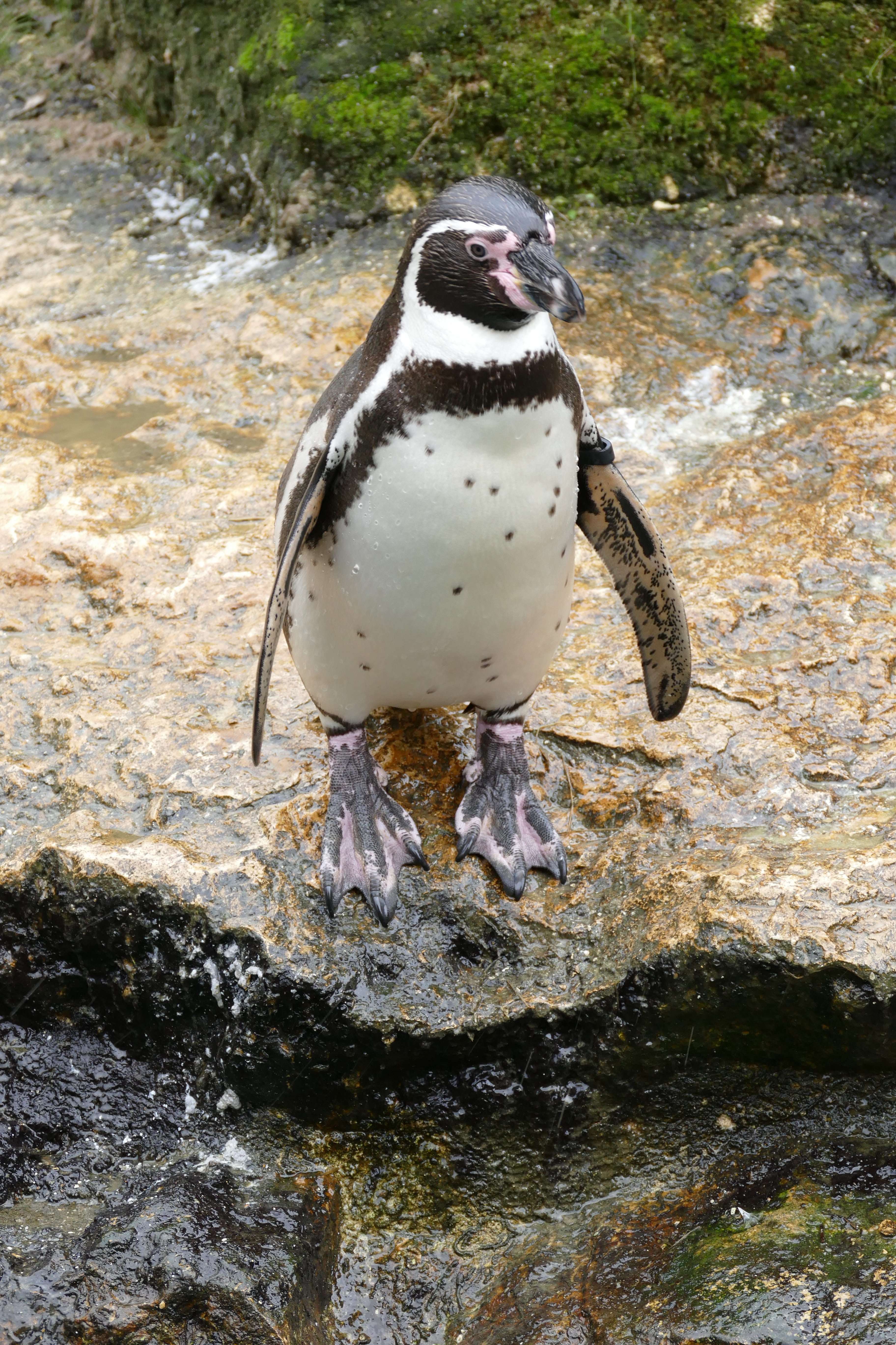 penguin, Humboldt Penguin, high angle view, nature, animal themes, one animal, vertebrate, water, full length, animals in the wild, solid, 5K, Bird, rock - object, Phone HD Wallpaper