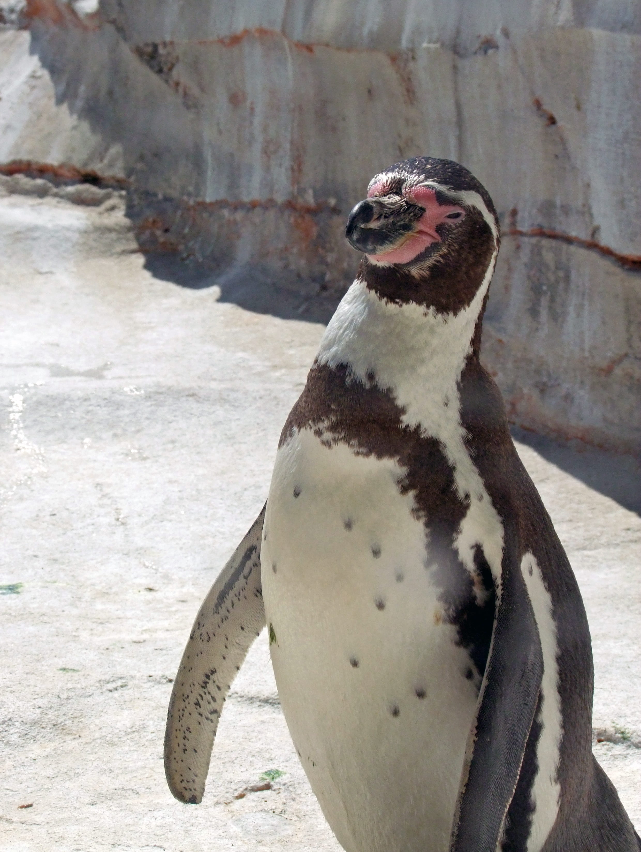 animal themes, vertebrate, seal, zoo, mammal, no people, outdoors, day, mouth open, seal - animal, curious, animal wildlife, penguin, spheniscus humboldti, Phone HD Wallpaper
