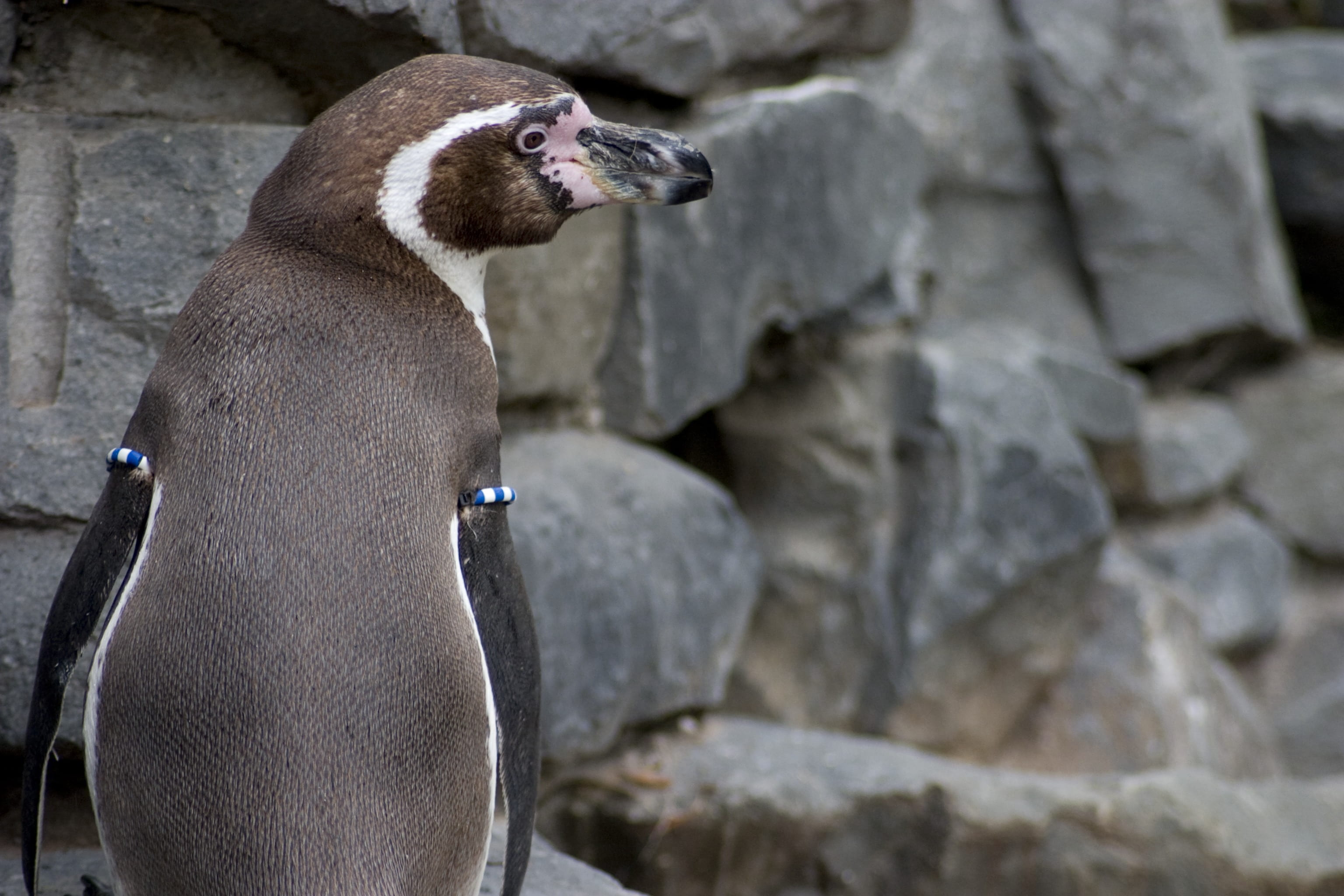 wild, animal wildlife, bill, humboldt penguin, wildlife, nature, fish, mammal, rock - object, domestic, humboldt, day, rock, one animal, 2K, animal themes, HD Wallpaper