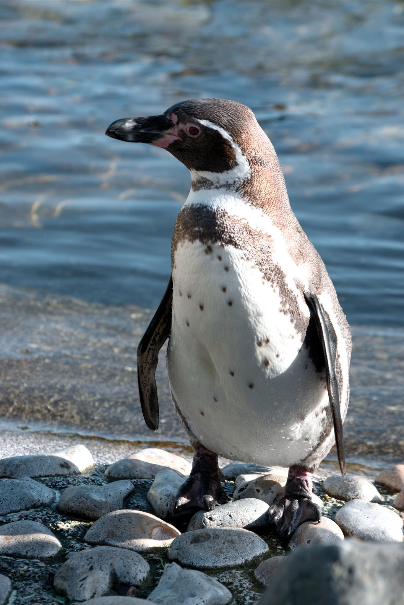 Nature, water, no people, sunlight, animal themes, animals in the wild, beak, animal wildlife, bird, Penguin, rock, beach, rock - object, focus on foreground, Phone HD Wallpaper