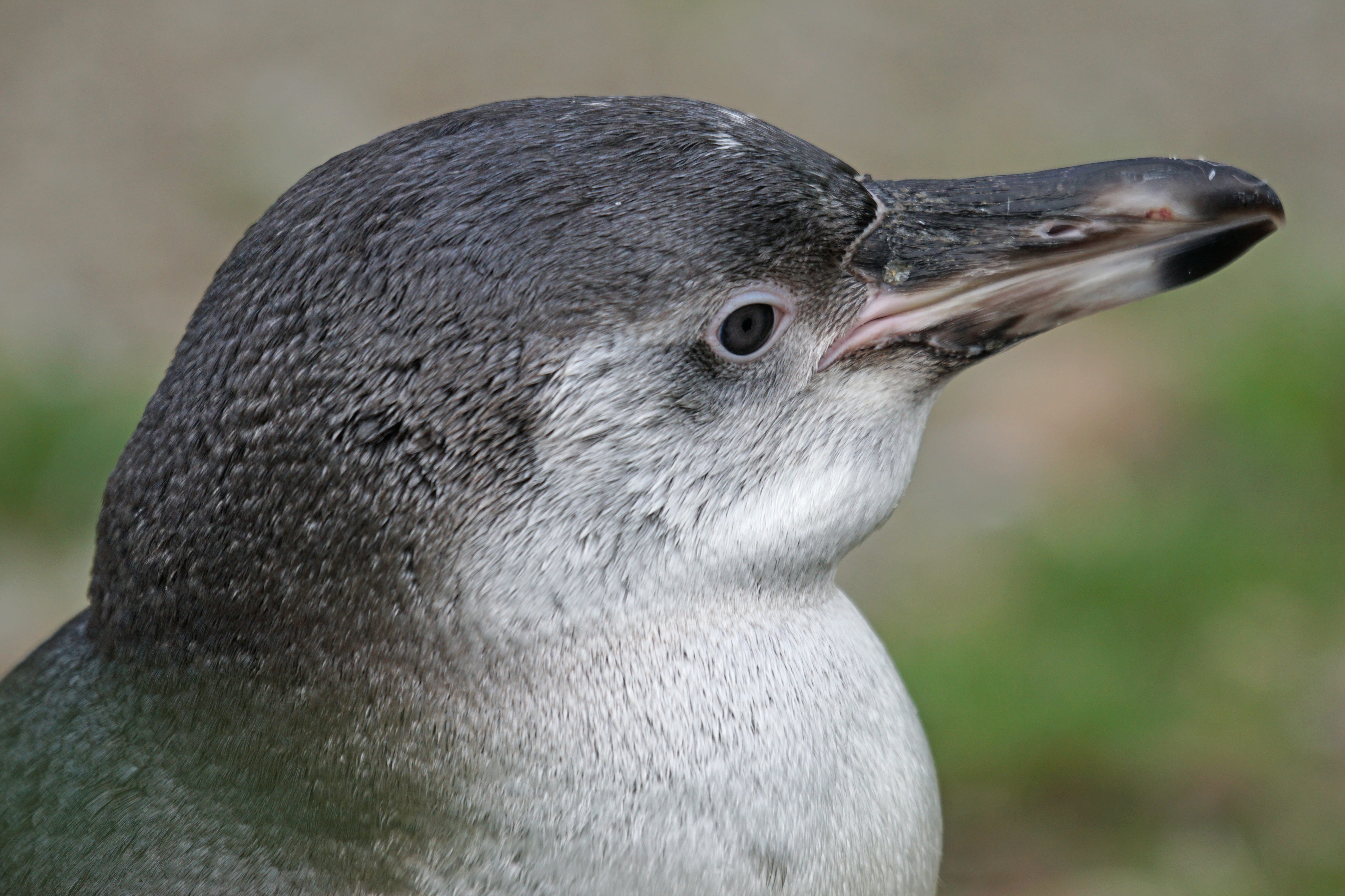 focus on foreground, animal, nature, beak, close-up, penguin, whisker, looking, animal wildlife, water bird, gray, bird, animal eye, glasses penguin, animals in the wild, HD Wallpaper