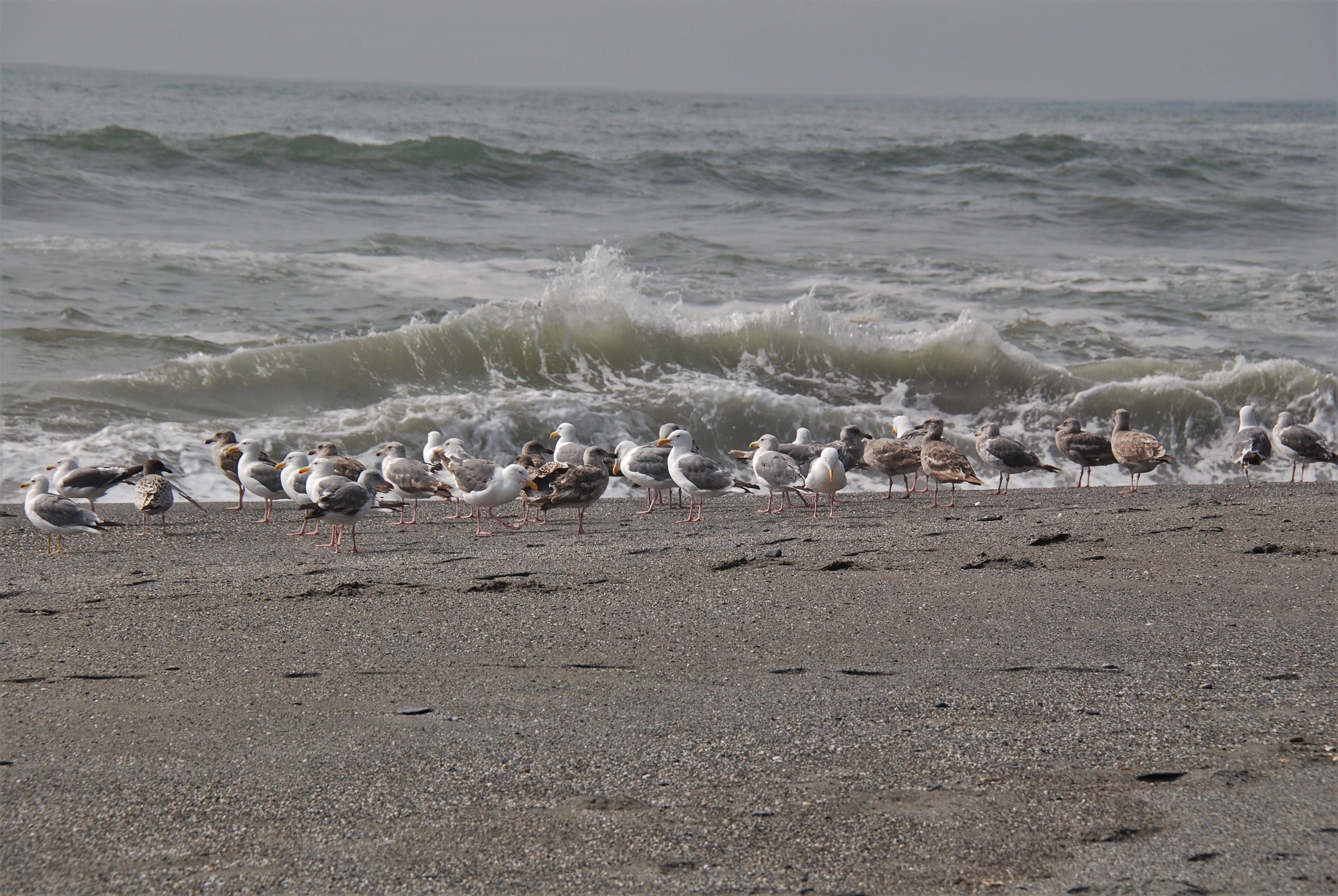 nature, humboldt lagoons state park, water, california, sand, vertebrate, beach, 4K, trinidad, pacific ocean, grey, scenics - nature, humboldt, sea gulls, HD Wallpaper