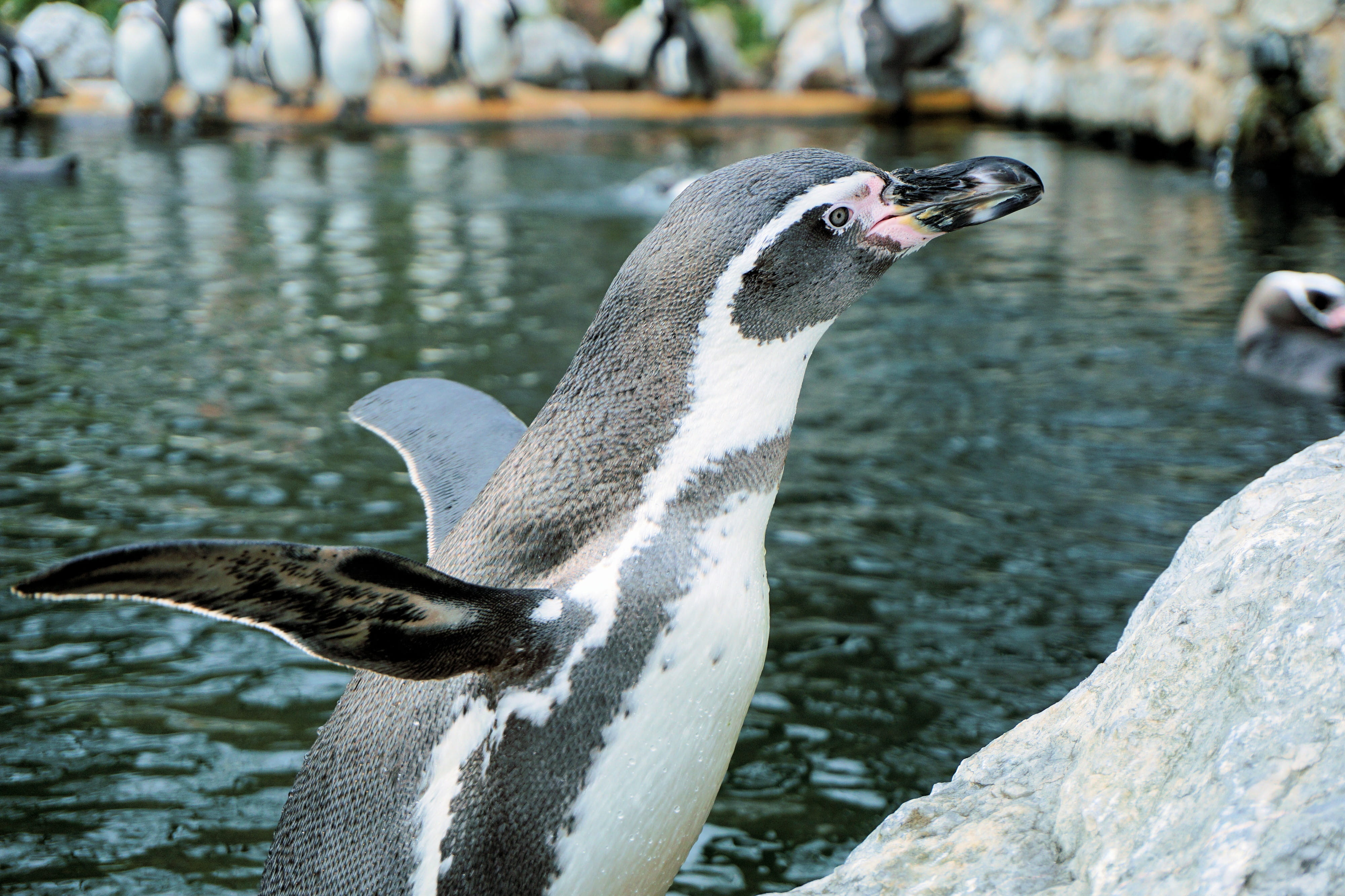 sababurg castle, focus on foreground, animal world, zoo, animal wildlife, water bird, humboldt penguin, animal neck, rock, close-up, day, bill, swim, zoo sababurg, HD Wallpaper