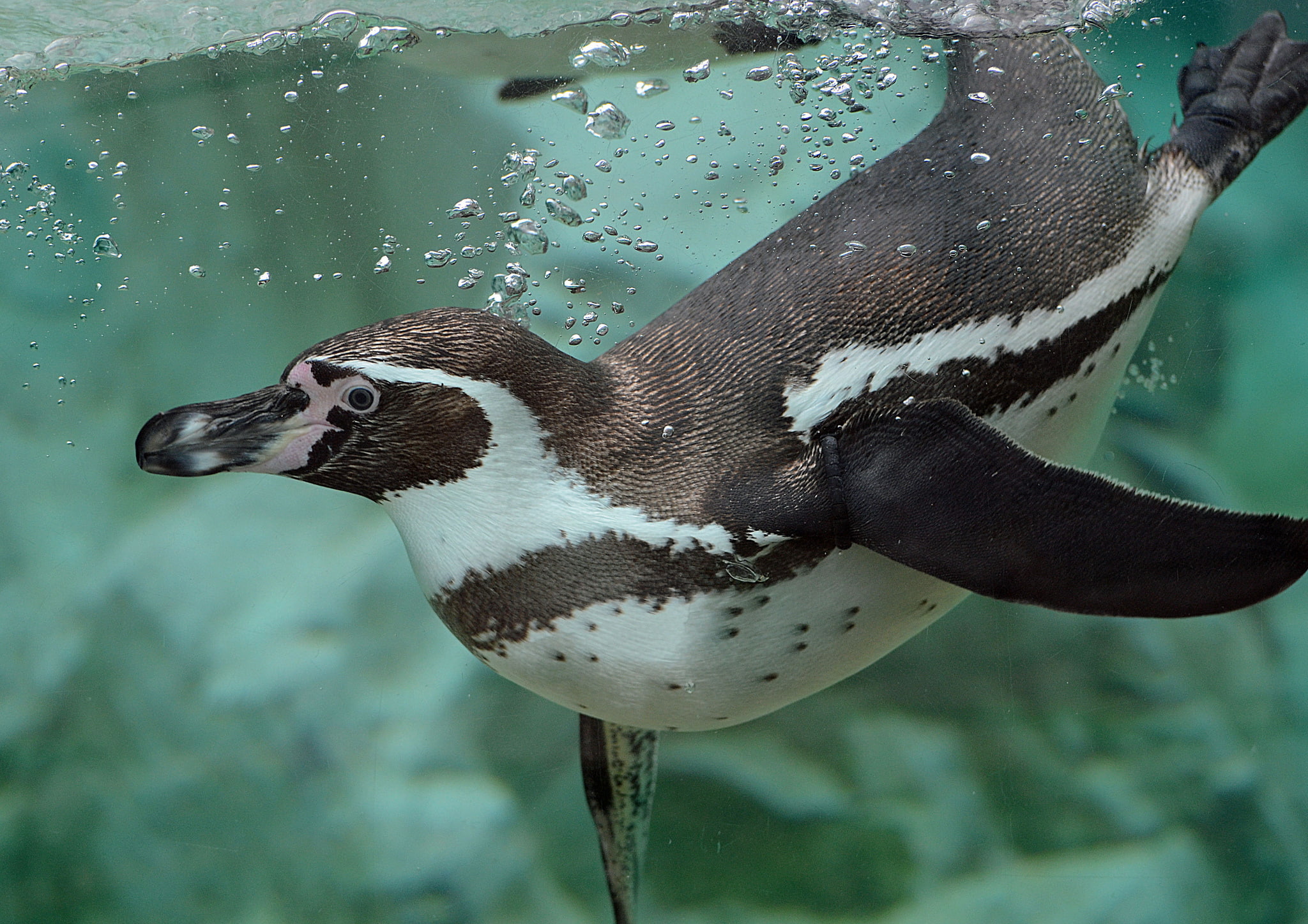 penguin, swimmer, bubbles, humboldt, water, 1080P, HD Wallpaper