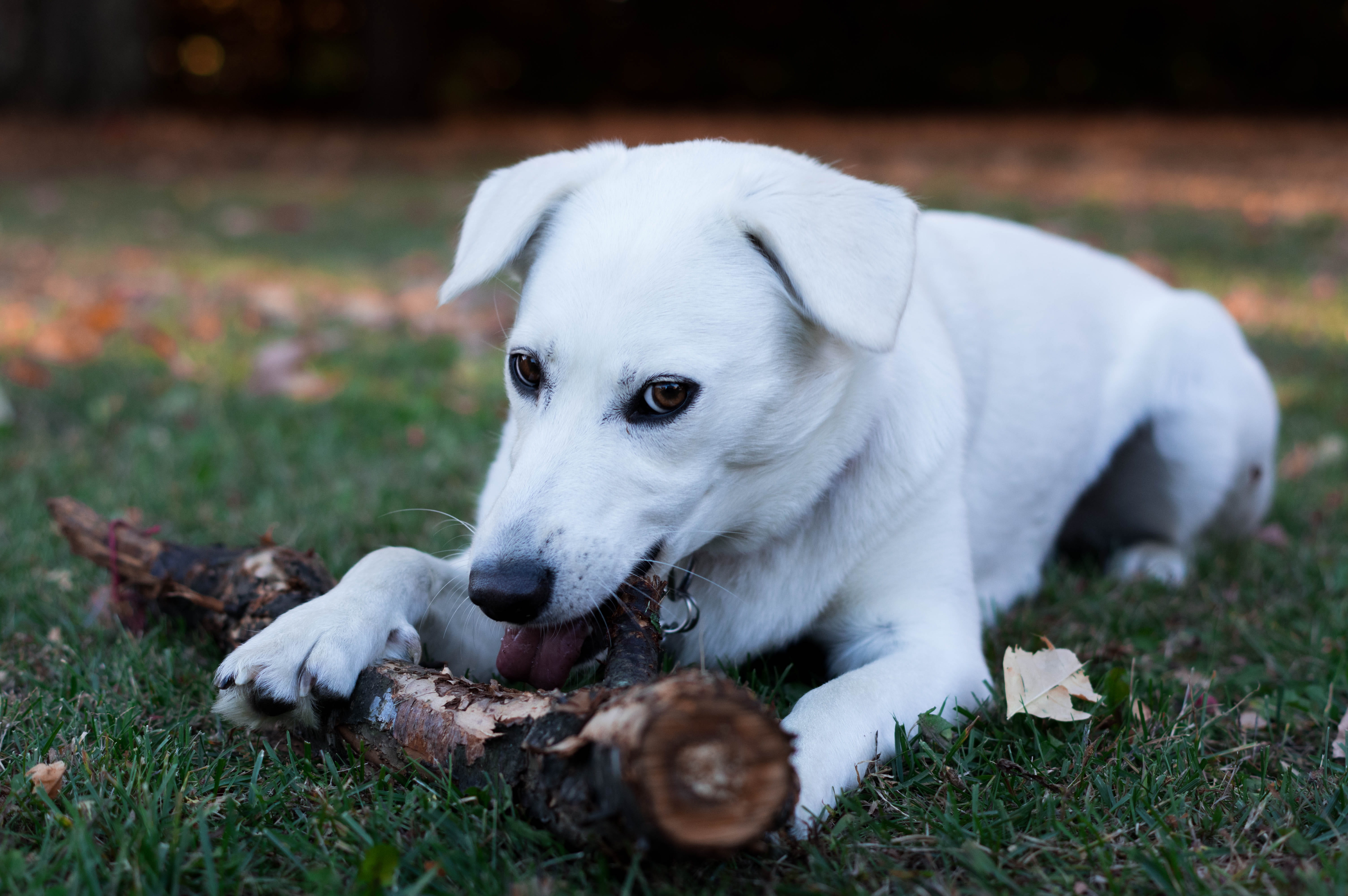 puppy, purebred dog, 5K, pet, animal body part, lying down, looking, biting, playing, border collie, one animal, pets, day, doge, fall, domestic, domestic animals, HD Wallpaper