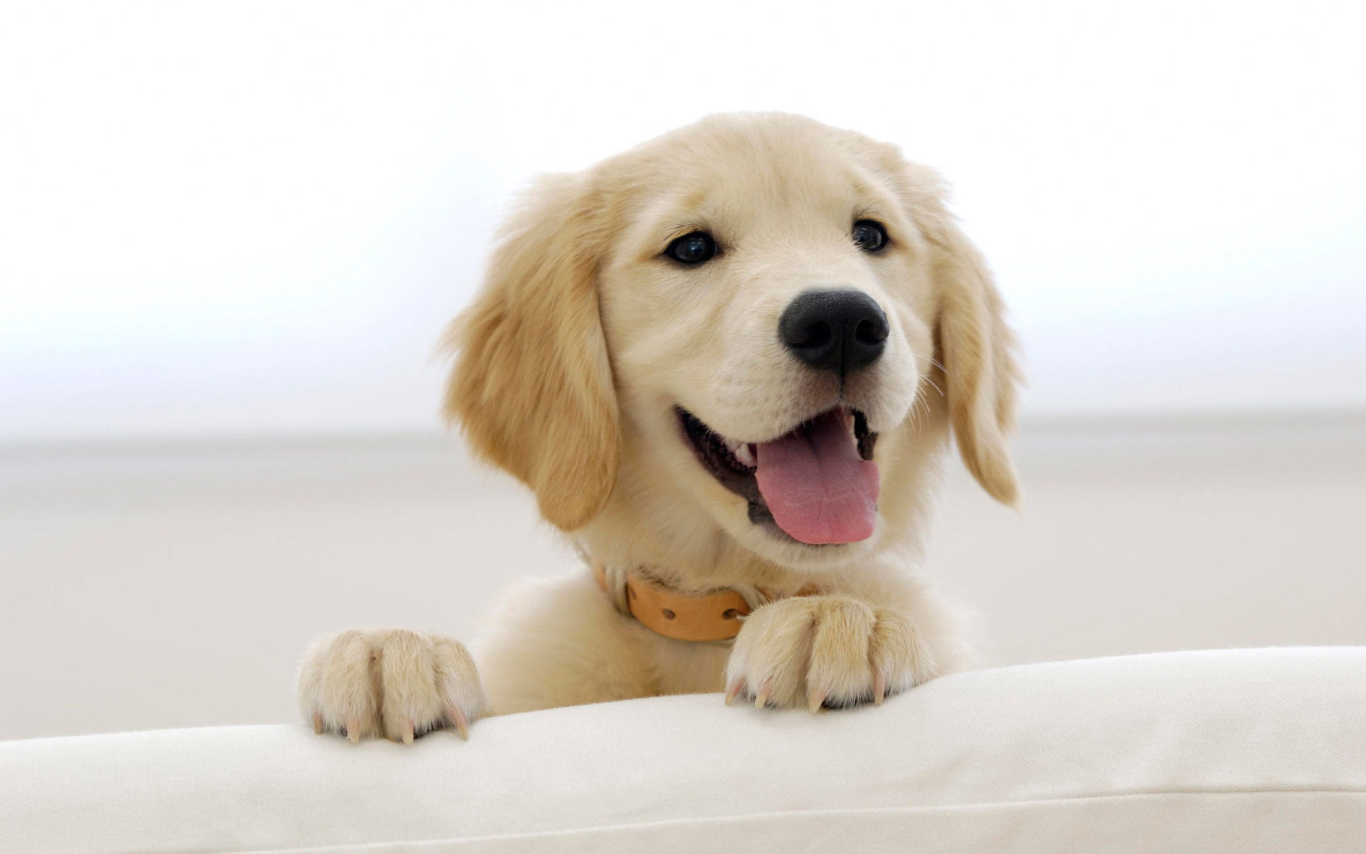 labrador, golden, pets, Dog, focus on foreground, mouth open, portrait, animal, golden retriever, retriever, domestic animals, panting, puppy, 1080P, domestic, HD Wallpaper