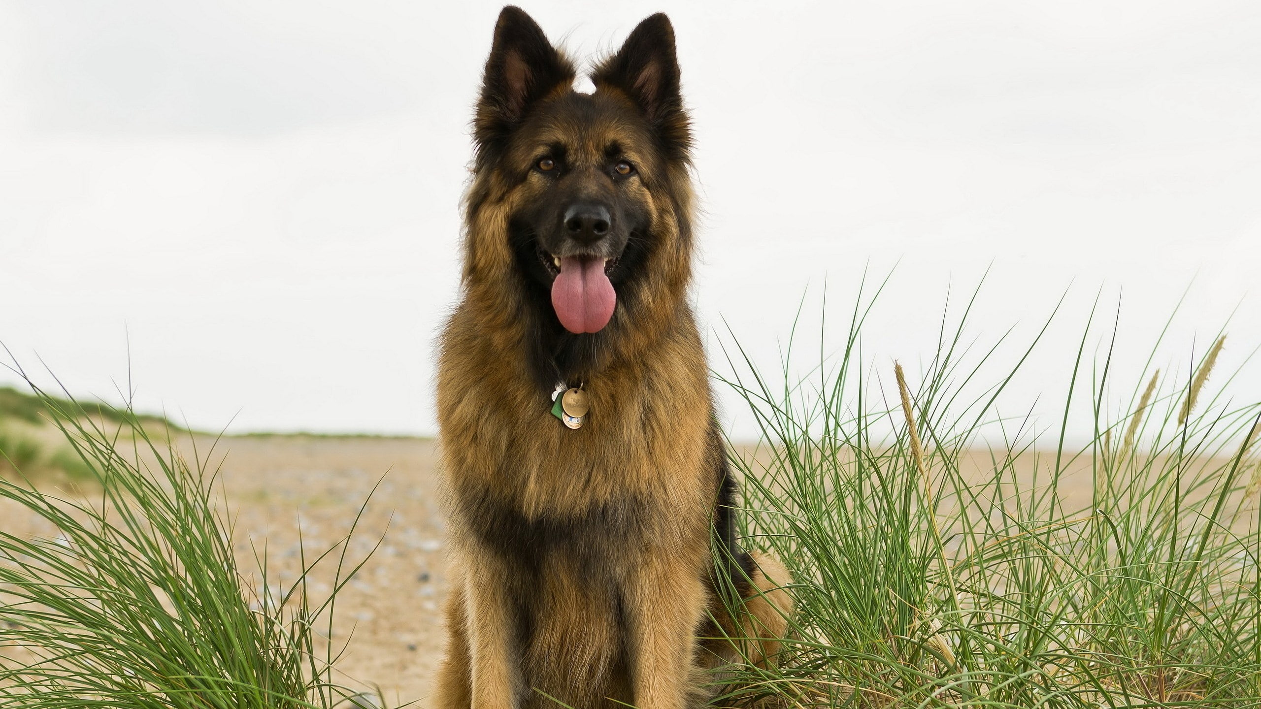 2K, facial expression, mammal, pets, animal head, grass, animal mouth, nature, land, domestic, no people, animal tongue, animal, day, german shepherd, HD Wallpaper