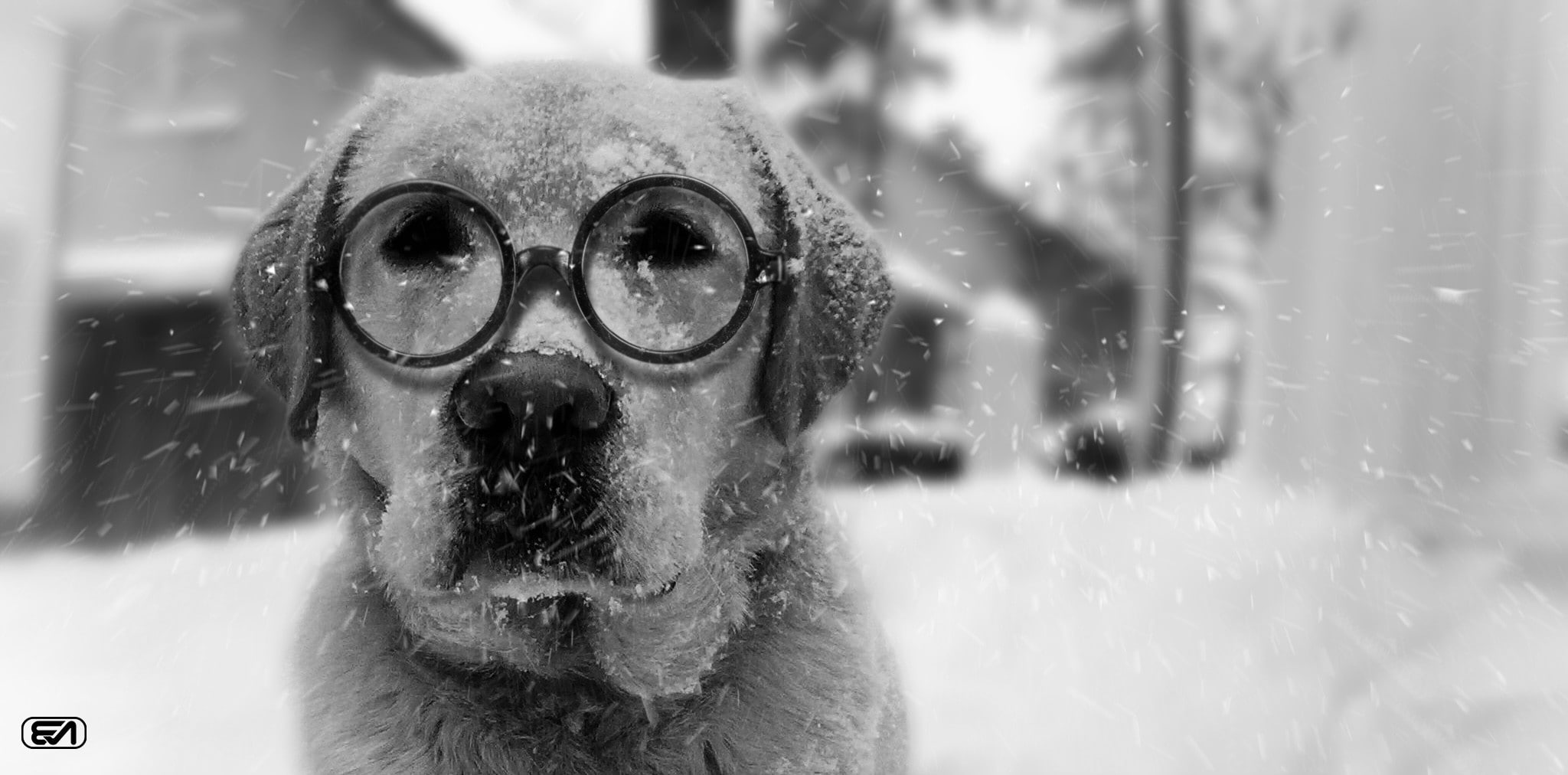 labrador dog mbrlic snow winter benny, 1080P, HD Wallpaper