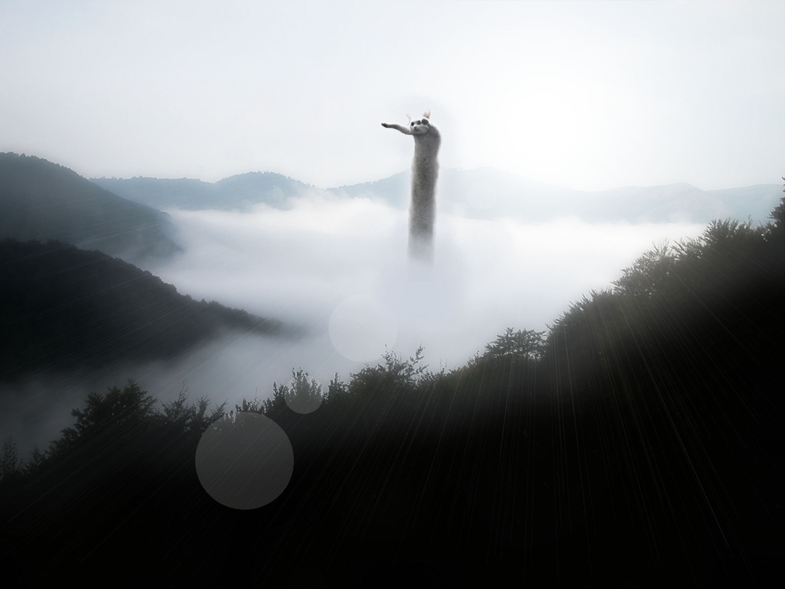 Longcat, 720P, Humor, Other, HD Wallpaper