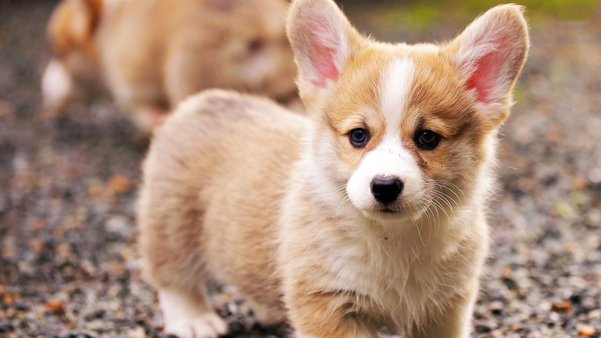 tan, pembroke, standing, photography, corgi, young animal, nature, chihuahua - dog, canine, lap dog, animal, domestic animals, puppy, close-up, looking at camera, HD Wallpaper