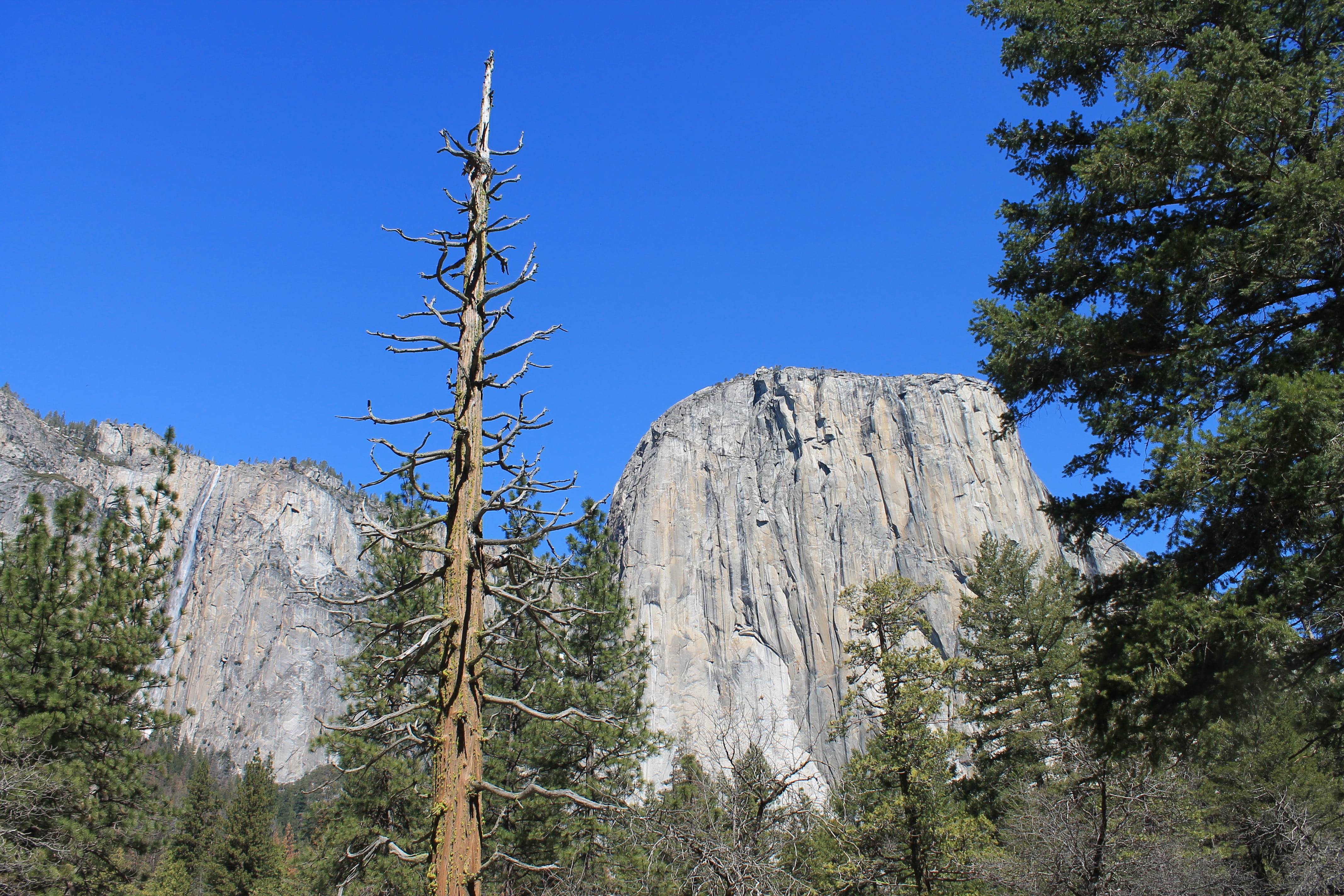 clear sky, scenics - nature, day, solid, granite, tunnel, plant, el capitan, scenic, destination, pine, national, formation, el, half, yosemite, blue, tree, HD Wallpaper