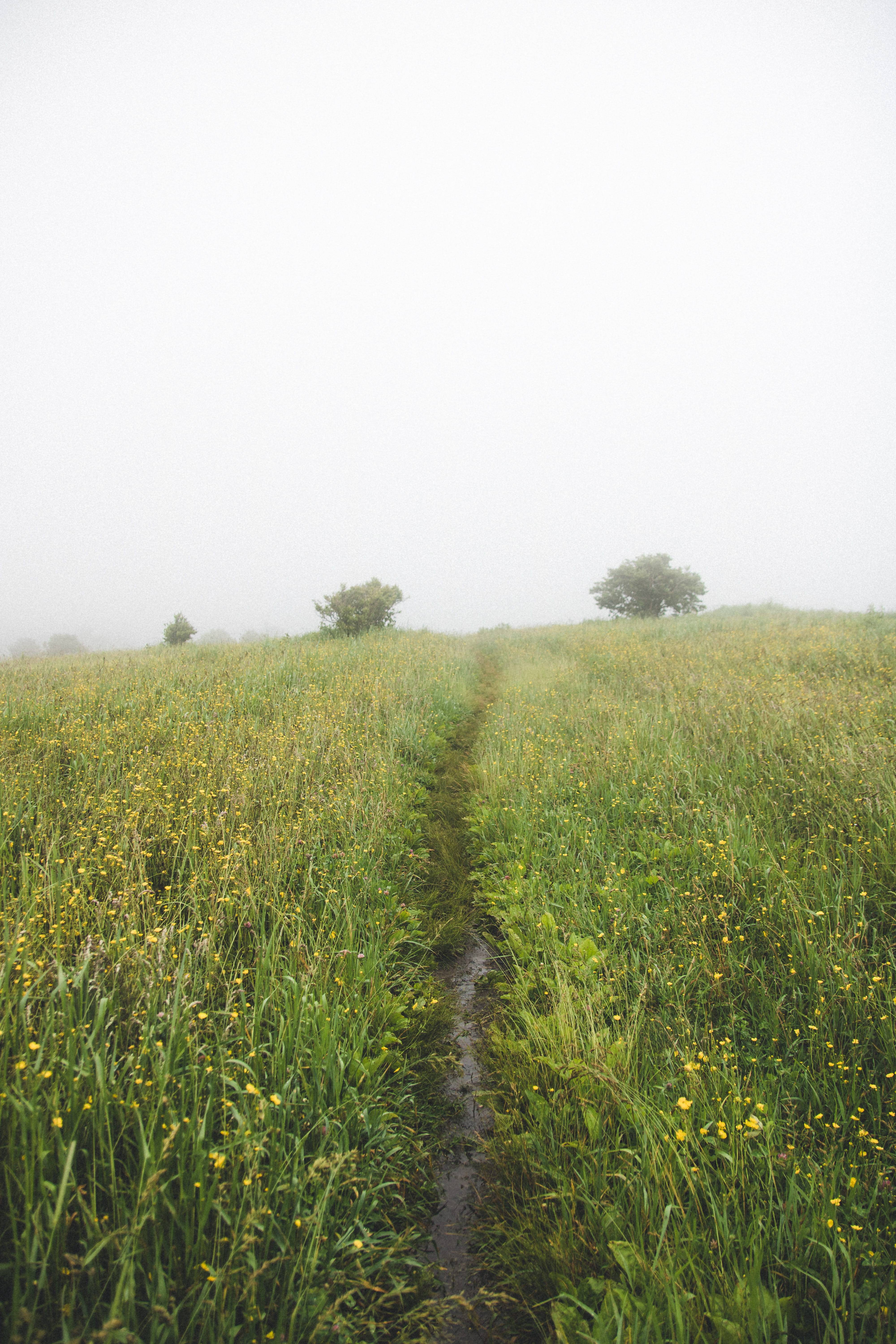 scenics - nature, trail, united states, flowers, beauty in nature, fog, tranquil scene, outdoors, green color, tellico plains, growth, sky, field, plant, Phone HD Wallpaper