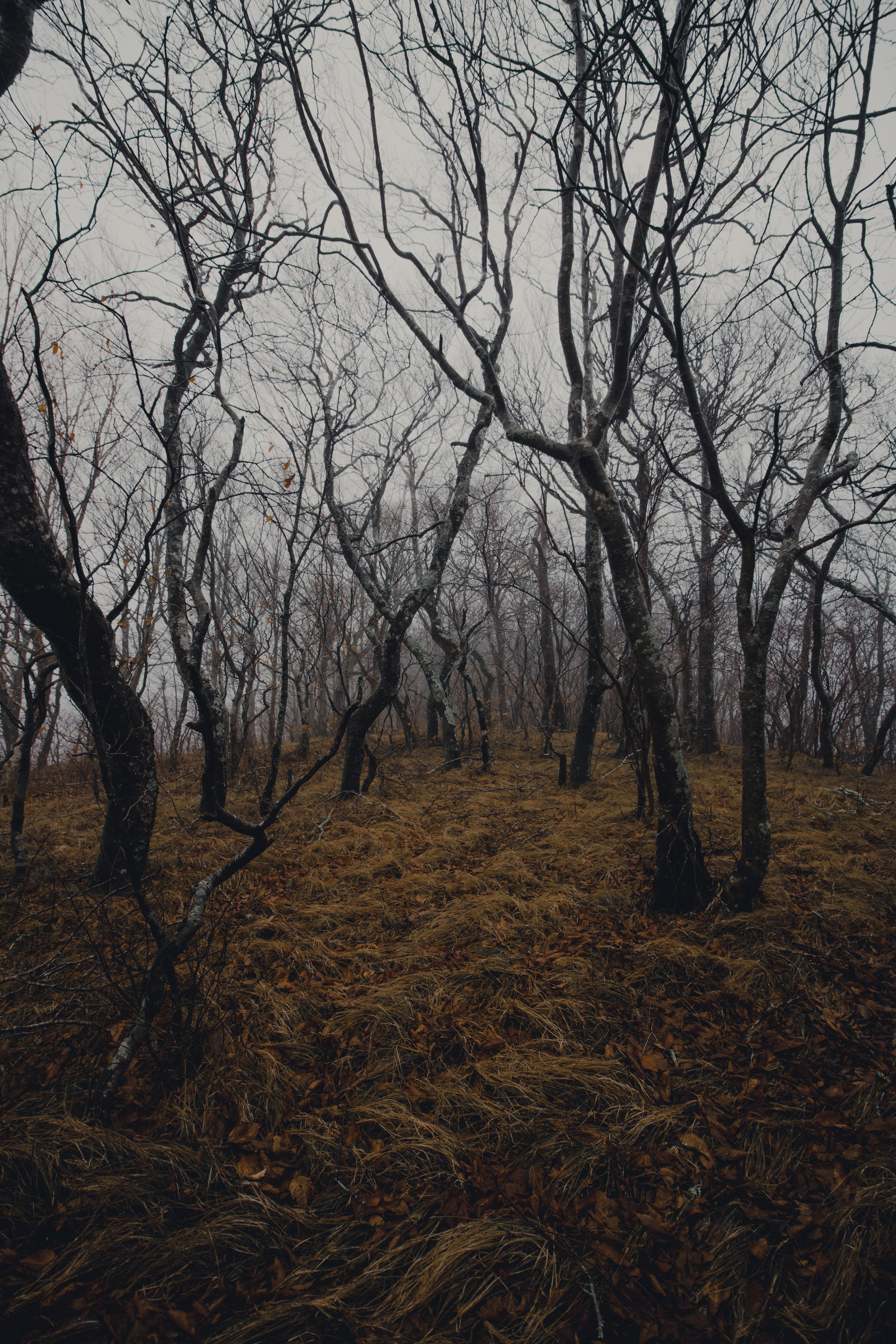  no people, foggy, landscape, day, rain, trees, environment, beauty in nature, field, sky, outdoors, plant, misty, dead, branch, bare tree, non-urban scene, Phone HD Wallpaper