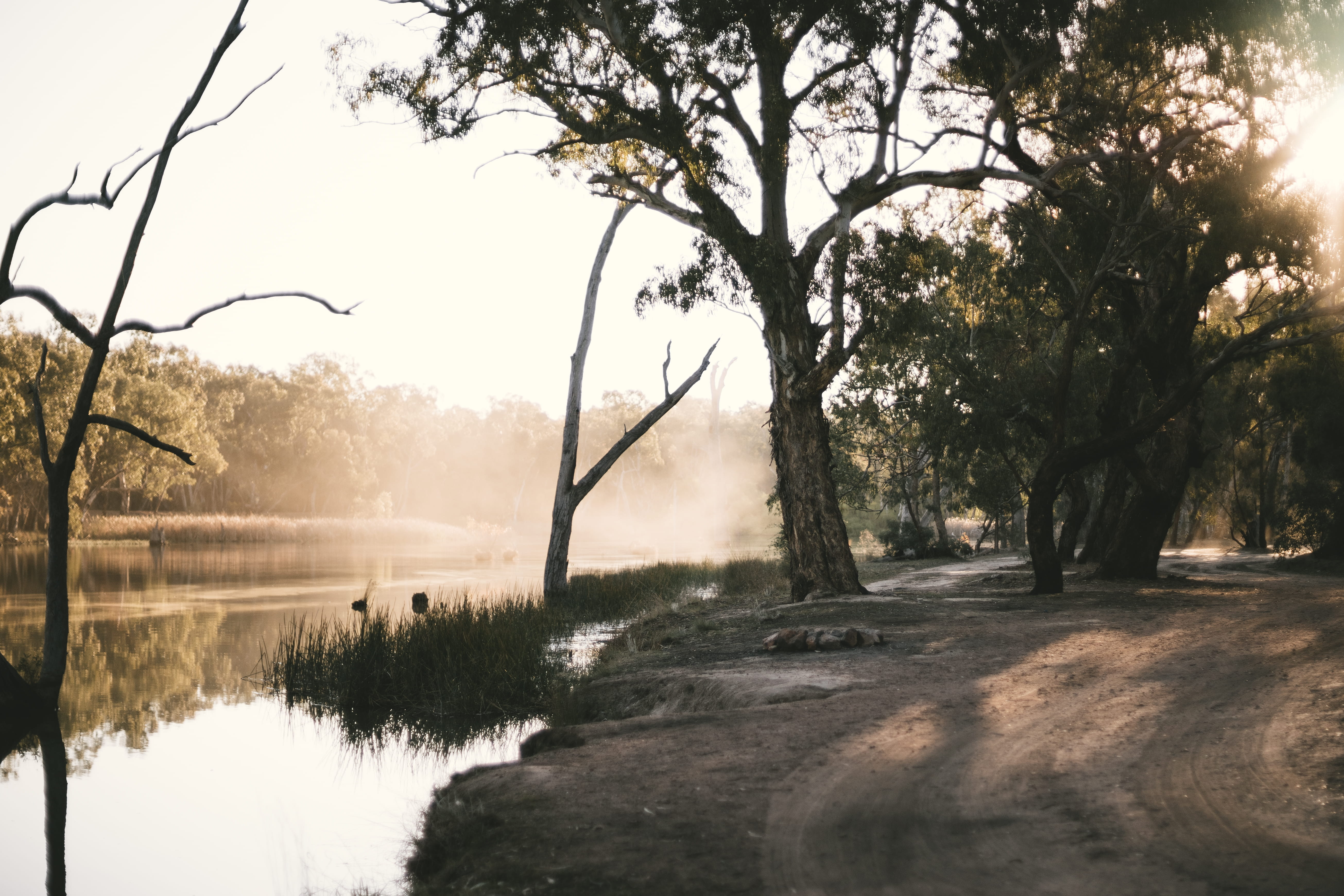 beauty in nature, dirt road, day, sunlight, growth, 5K, surrounded, oak, river, tree, branch, countryside, gravel, no people, trees, lake, plant, flood, HD Wallpaper