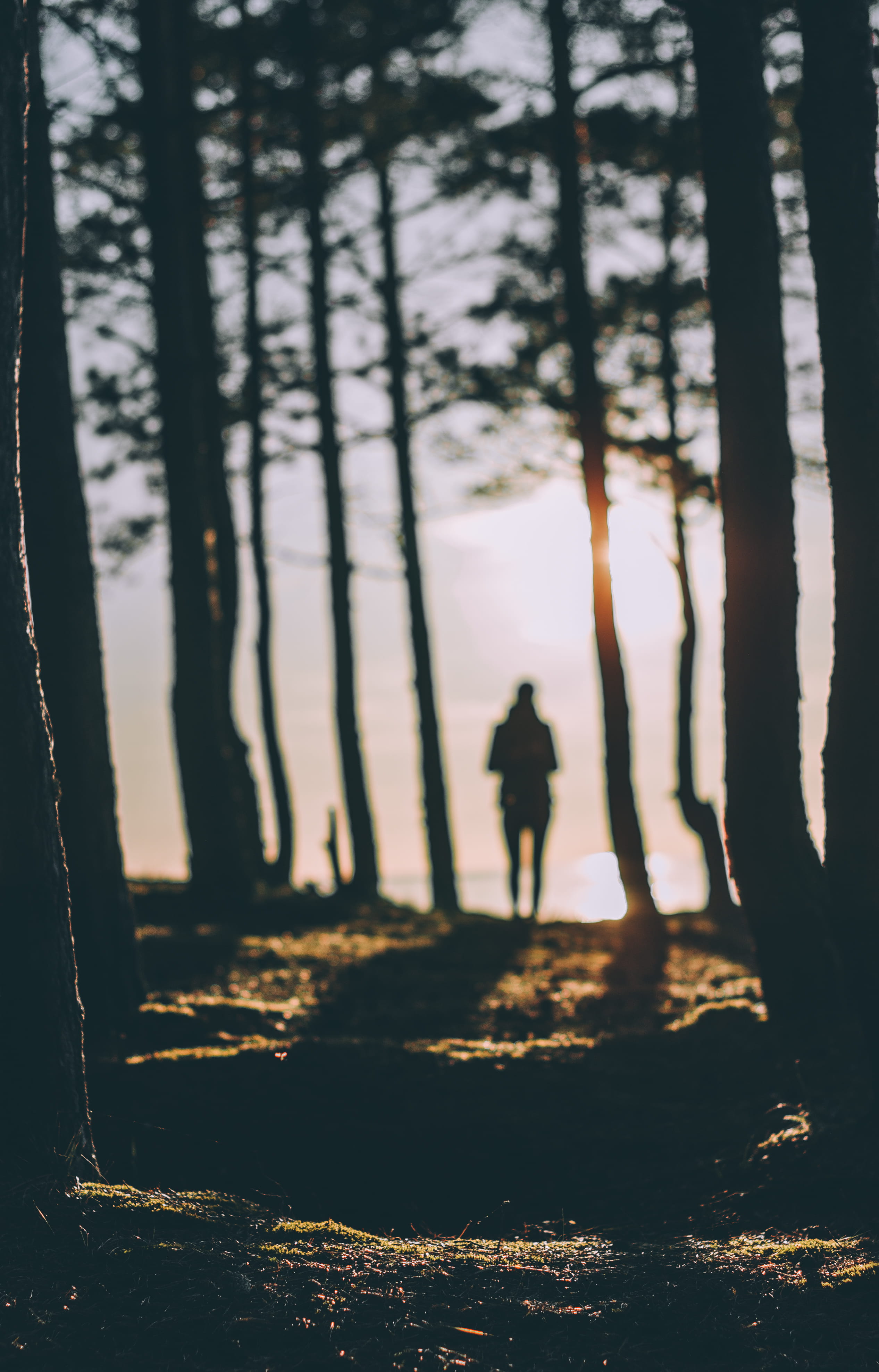 near, adult, 4K, standing, trunk, dusk, sunset, tree trunk, tree, photography, leisure activity, person, daytime, hiking, body, woodland, land, growth, Phone HD Wallpaper