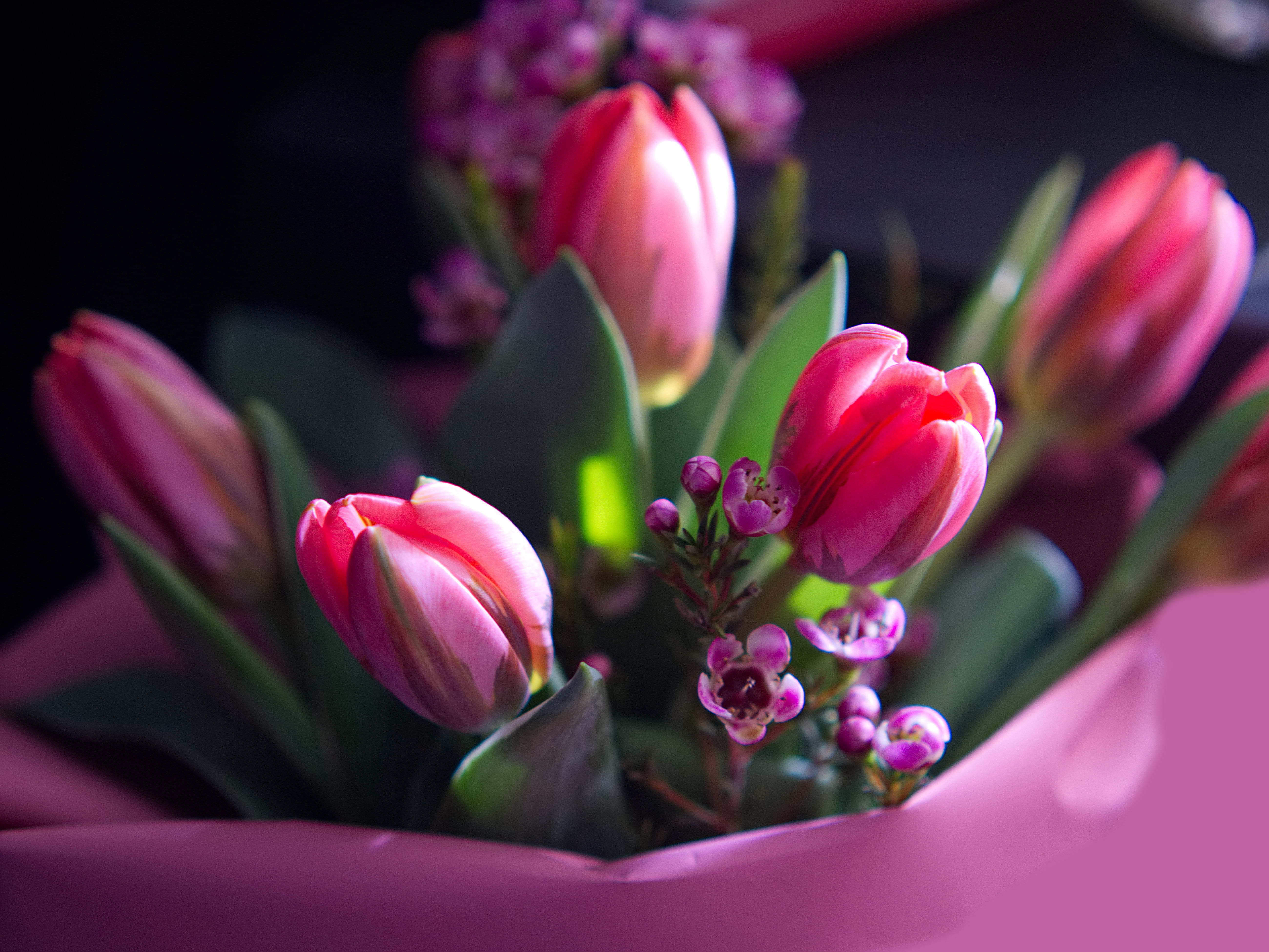 bunch of flowers, springtime, selective focus, vulnerability, petal, outdoors, flowering plant, floral, bouquet, softness, close-up, flower, pink, leaf, HD Wallpaper
