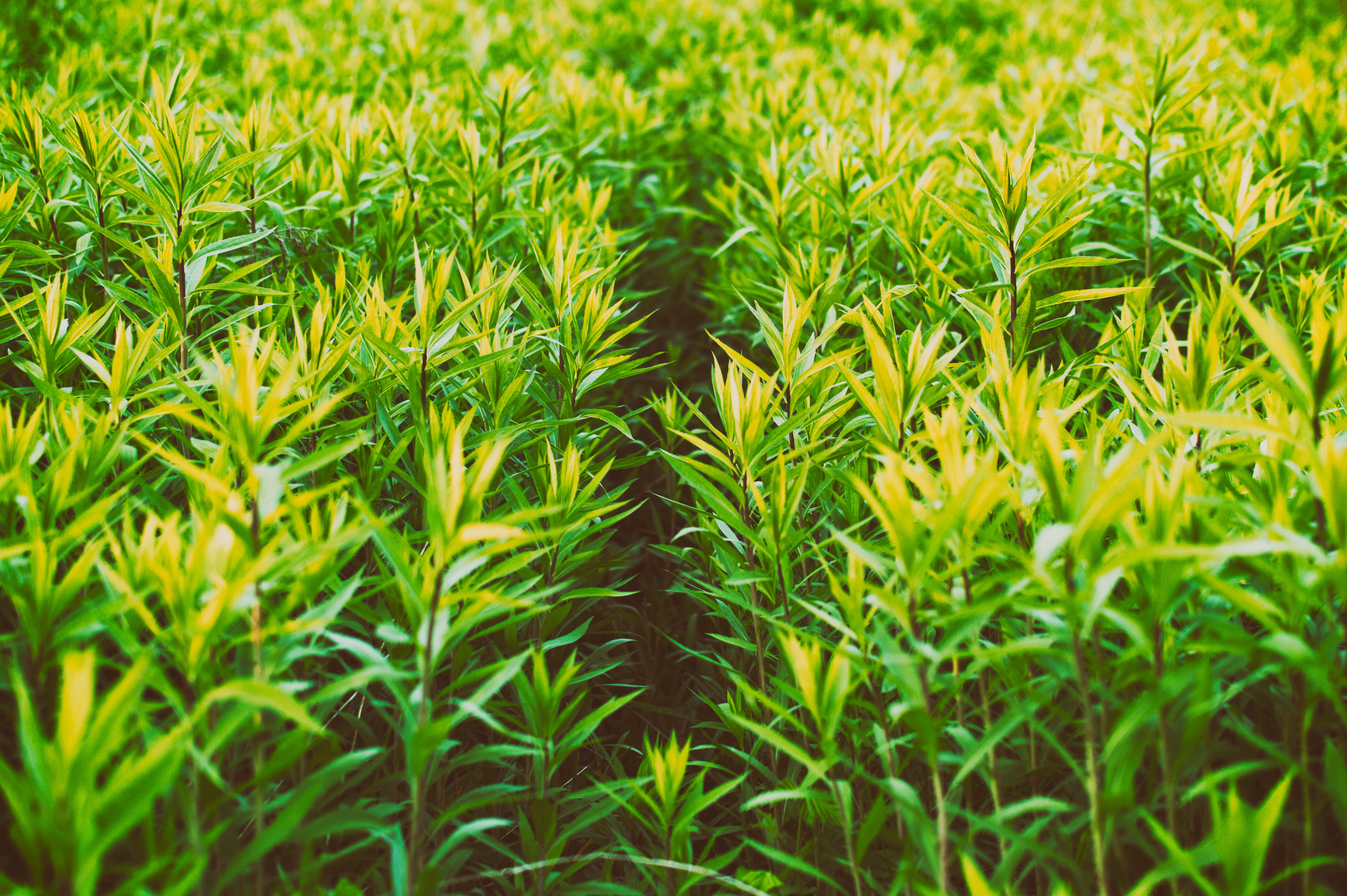 field, flora, grass, plants, agriculture, close-up, landscape, no people, nature, green, backgrounds, land, green color, sunshine, trail, russium, sunlight, HD Wallpaper