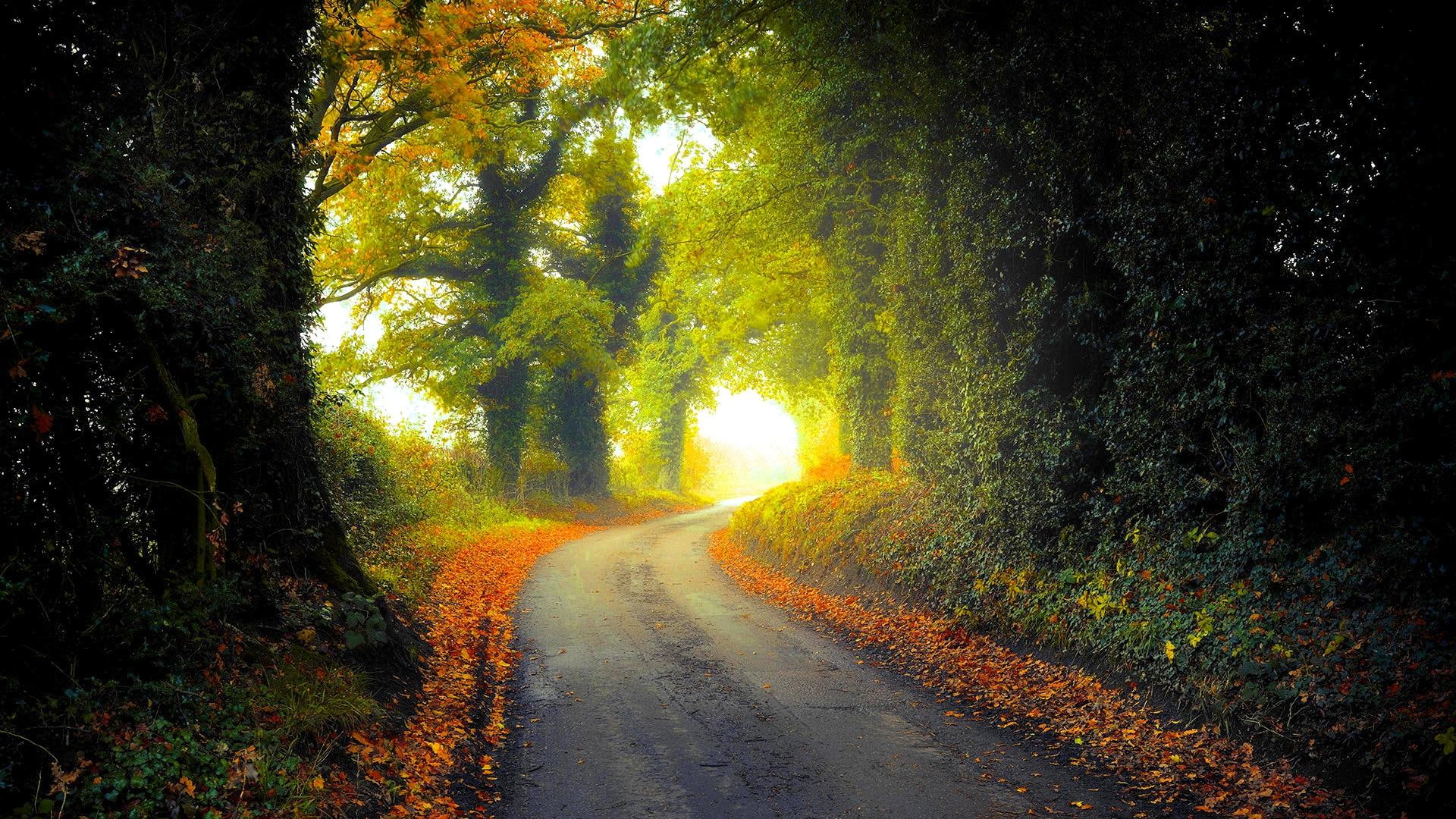 lane, autumn, road, country, landscape, mist, rural road, 1080P, forest, seasons, tree, woodland, unpaved road, countrysid, scenic, HD Wallpaper