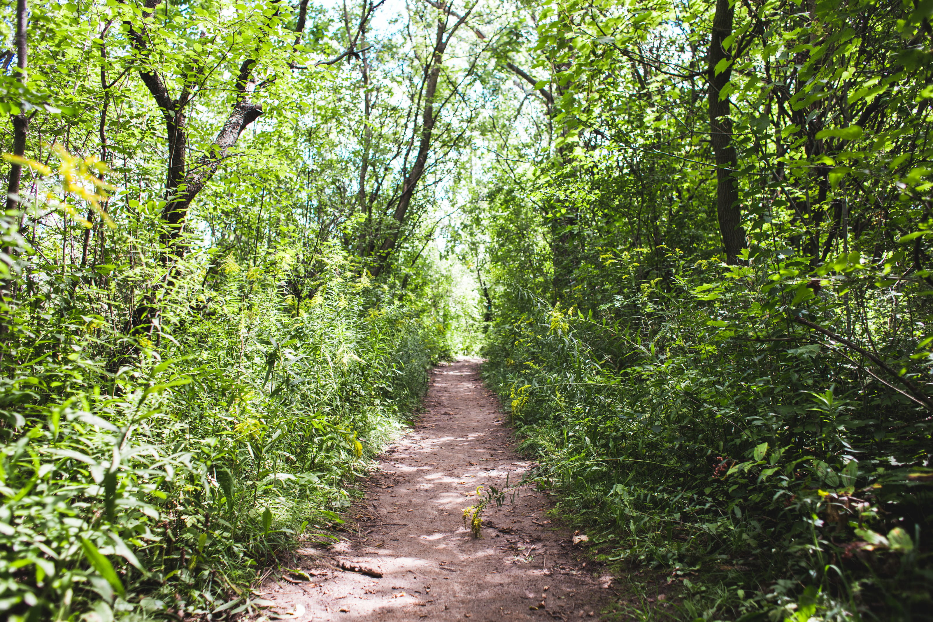 path, pathway, scenics - nature, leaves, sides, 2K, countryside, footpath, direction, green color, outdoor, environment, outdoors, non-urban scene, landscape, HD Wallpaper