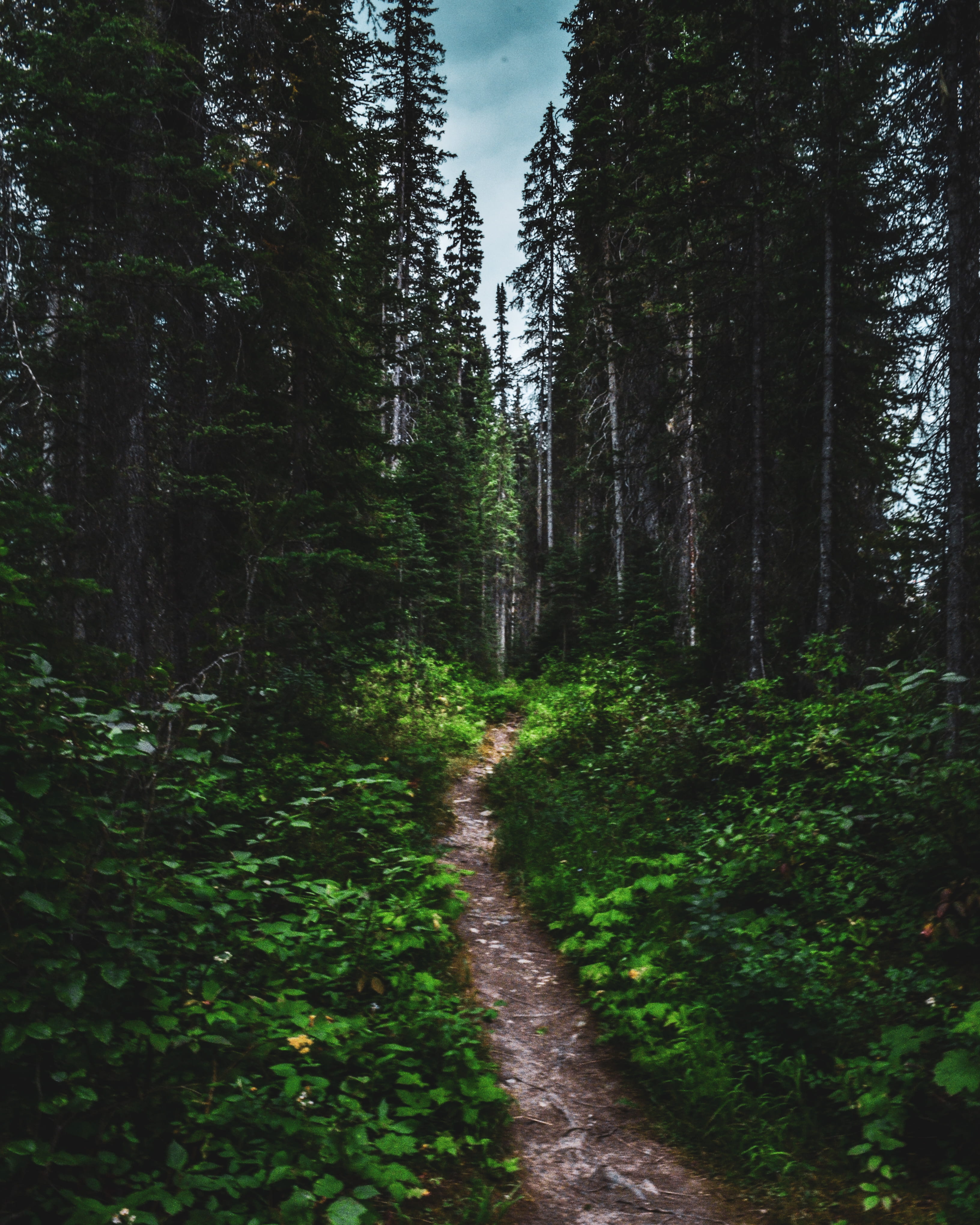 hike, outdoors, evergreen, conifers, tranquil scene, land, unpaved pathway, trees, road, shrubs, lush, direction, woods, landscape, forest, the way forward, Phone HD Wallpaper