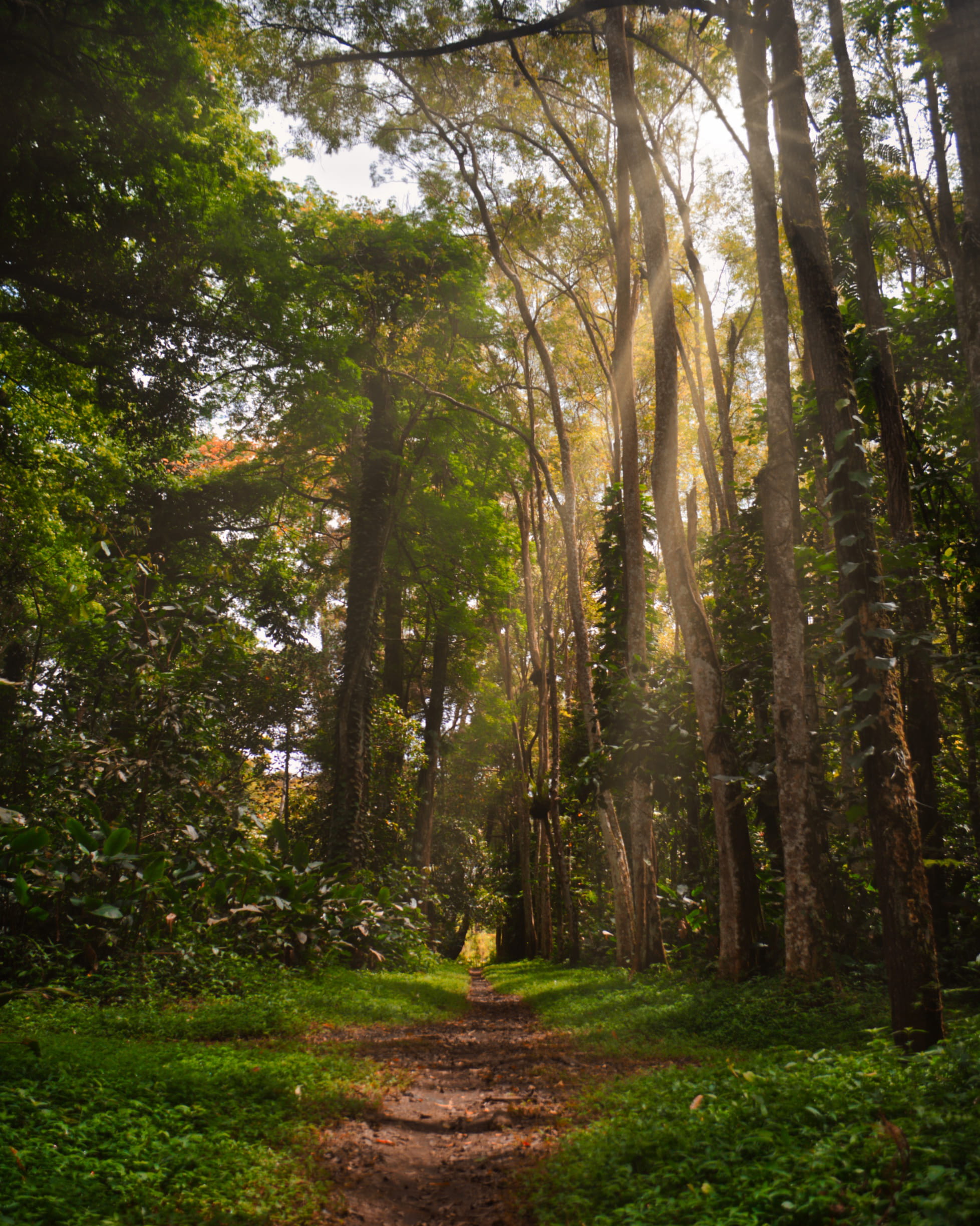 trees, green color, trunk, sunrays, plants, woods, peaceful, environment, growth, idyllic, tranquil scene, sunbeams, scenery, woodland, unpaved pathway, Phone HD Wallpaper
