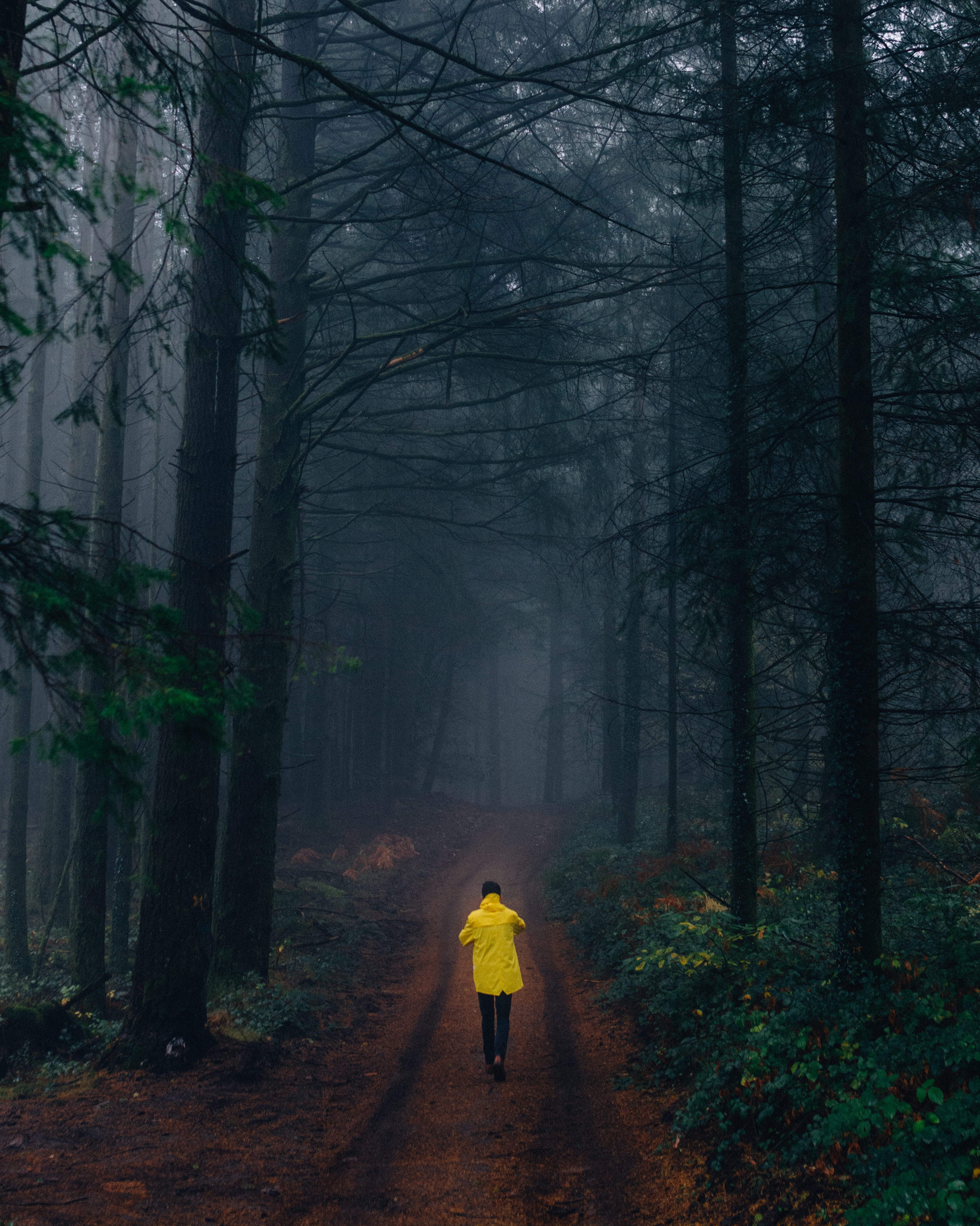 misty, real people, full length, branches, footpath, nature, land, ground, winter, plant, wearing, cold, woods, forest, environment, woodland, person, one person, Phone HD Wallpaper