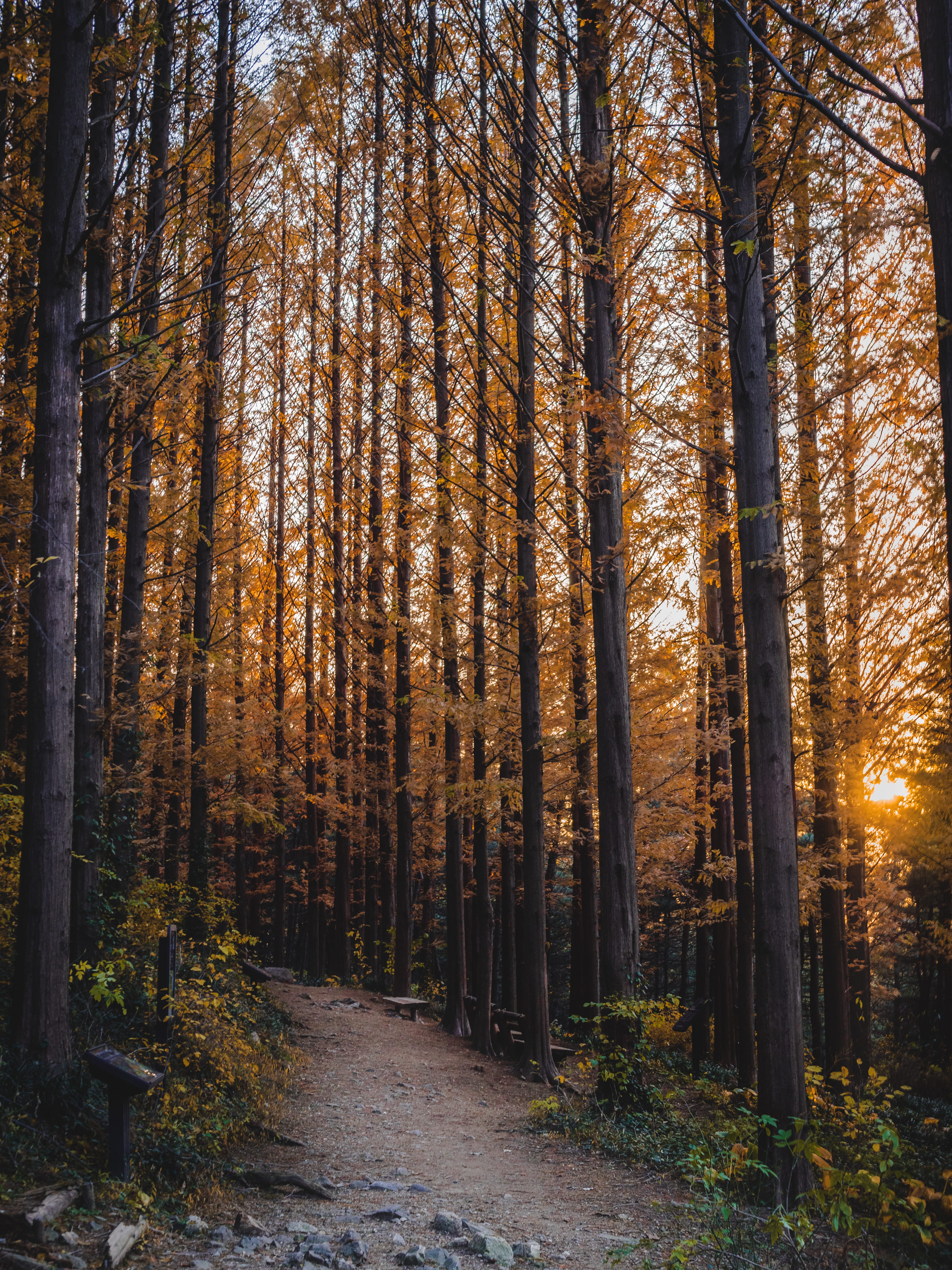 the way forward, tranquil scene, woods, environment, landscape, trees, sky, tranquility, scenic, no people, forest, scenics - nature, tree, direction, sunset, Phone HD Wallpaper