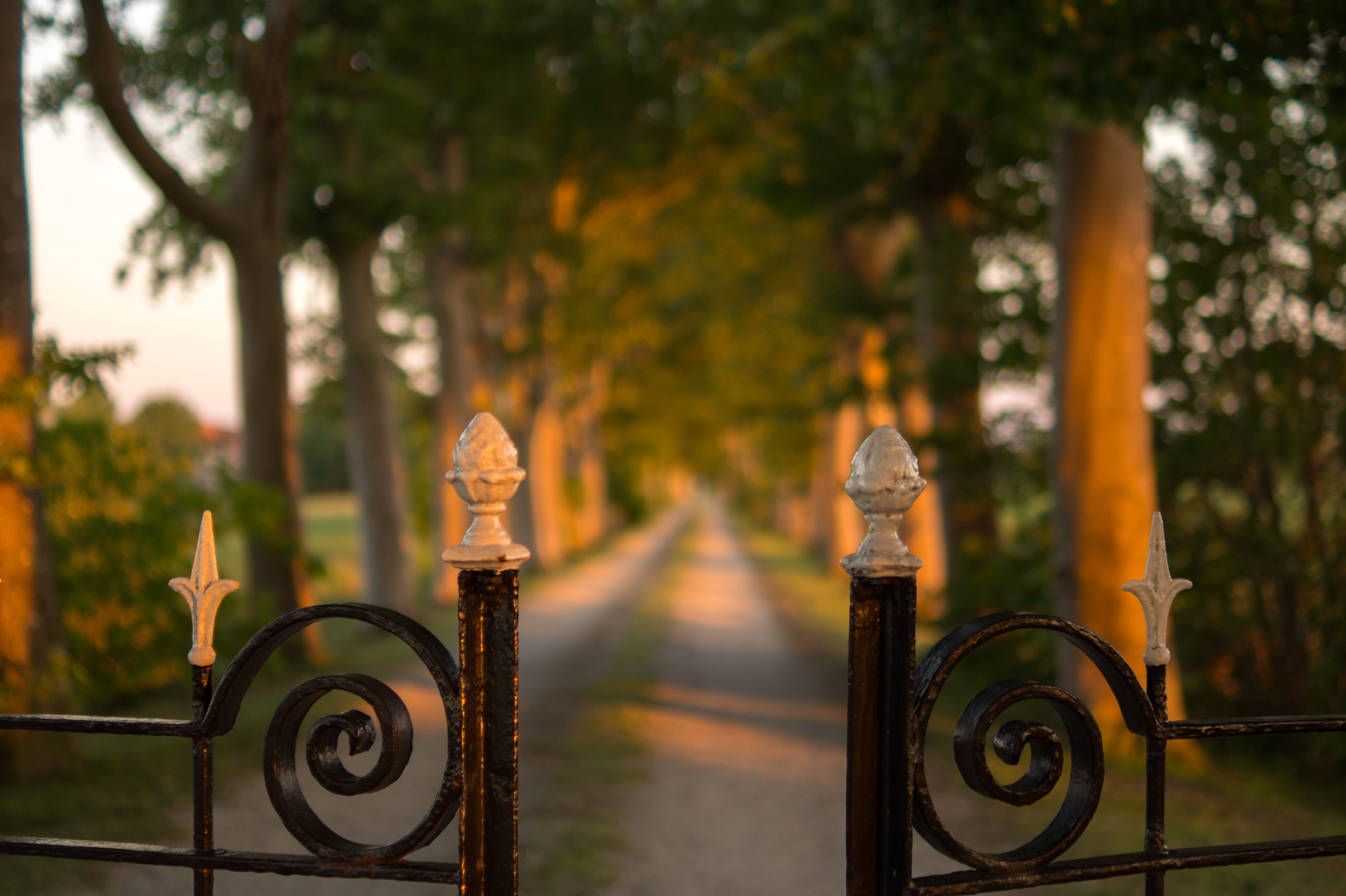 protection, daylight, road, pathway, metal, brown, close-up, gate, railing, park, steel, nature, outdoors, daytime, park - man made space, green, plant, HD Wallpaper