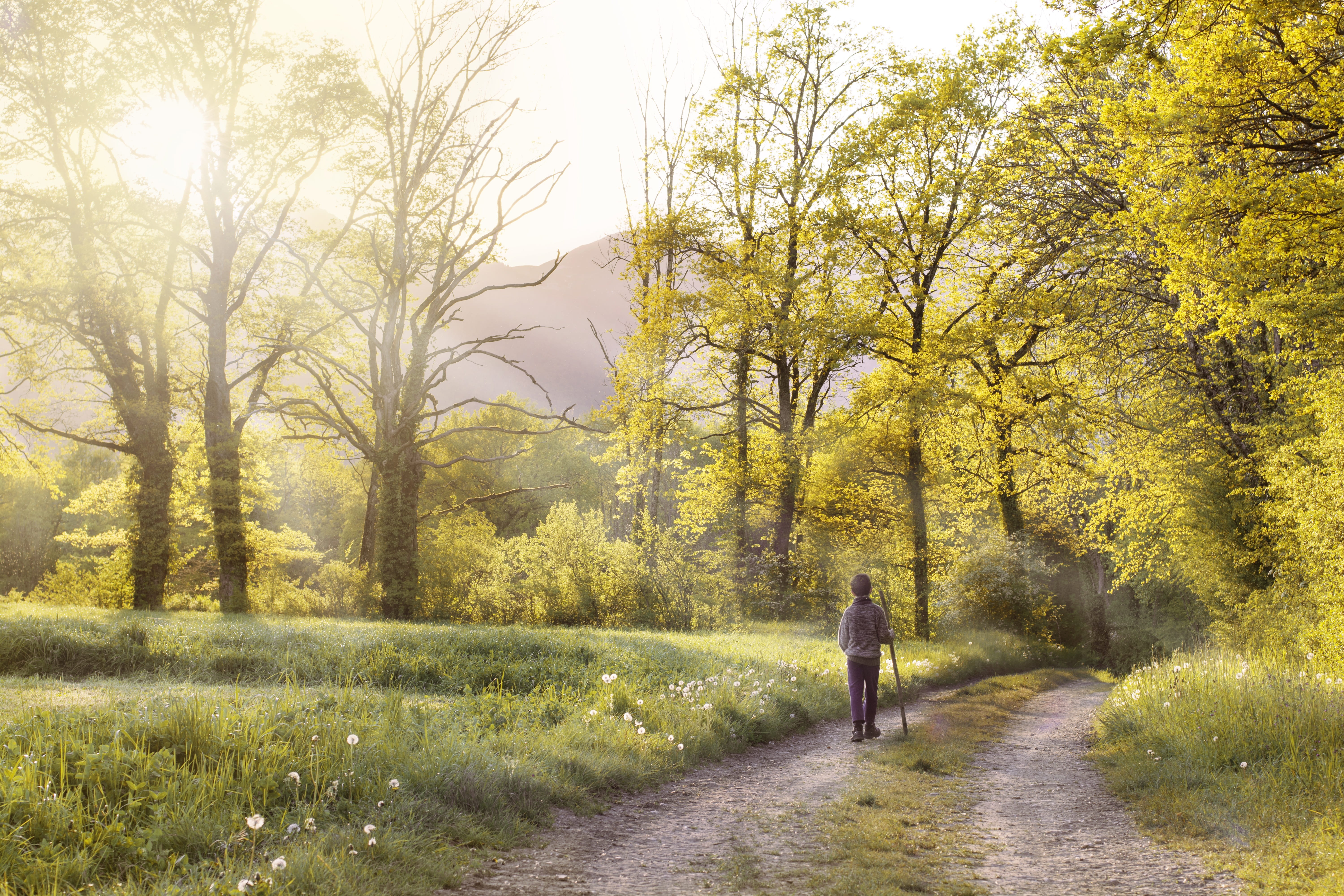 woods, beauty in nature, meadow, the way forward, lifestyles, change, unpaved pathway, trail road, autumn, field, flowers, tree, man, forest, plant, walking, HD Wallpaper
