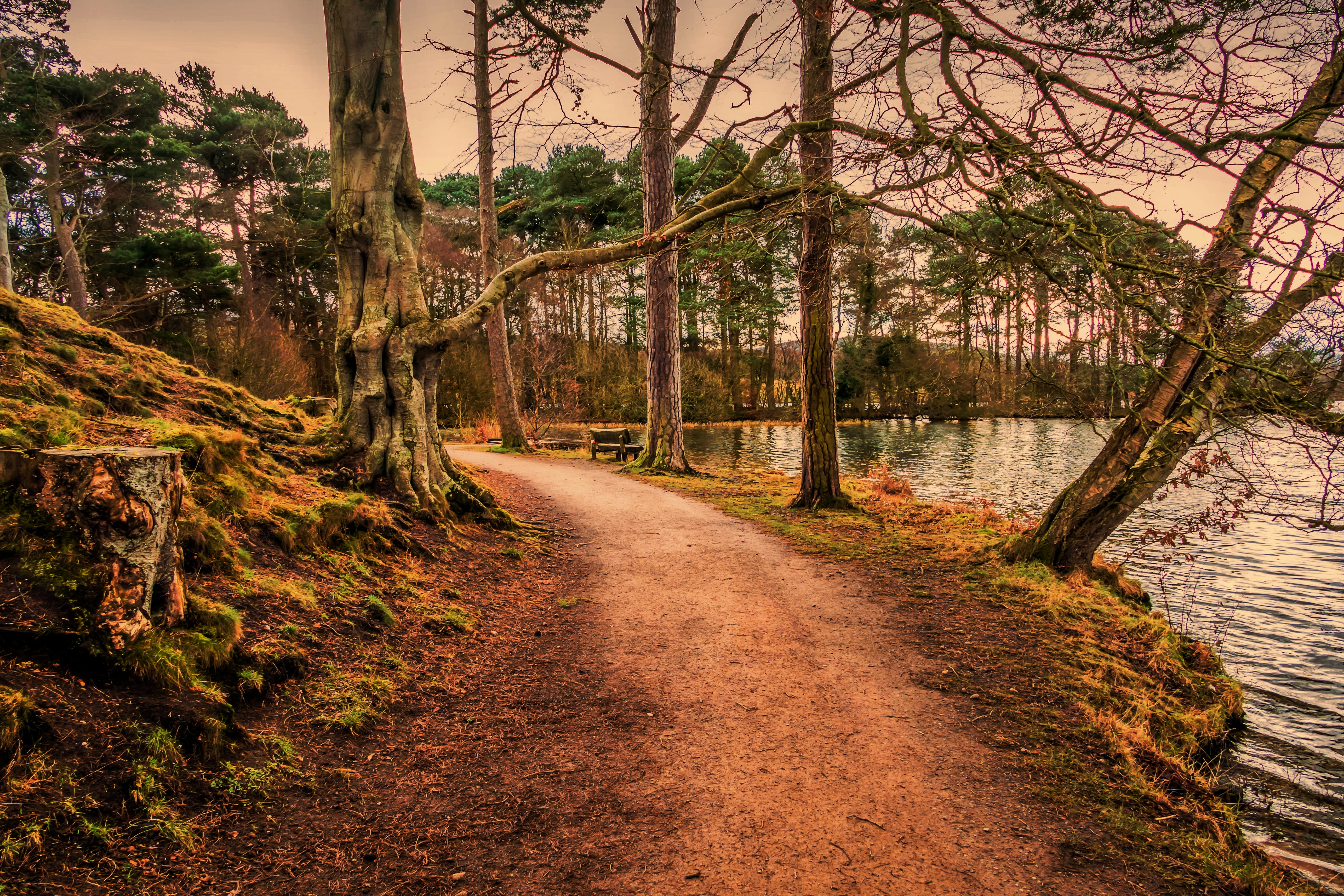 the way forward, scenics - nature, leaves, tree trunks, photography, tree trunk, scenic, 5K, environment, water, road, grass, river, bench, land, tree, HD Wallpaper