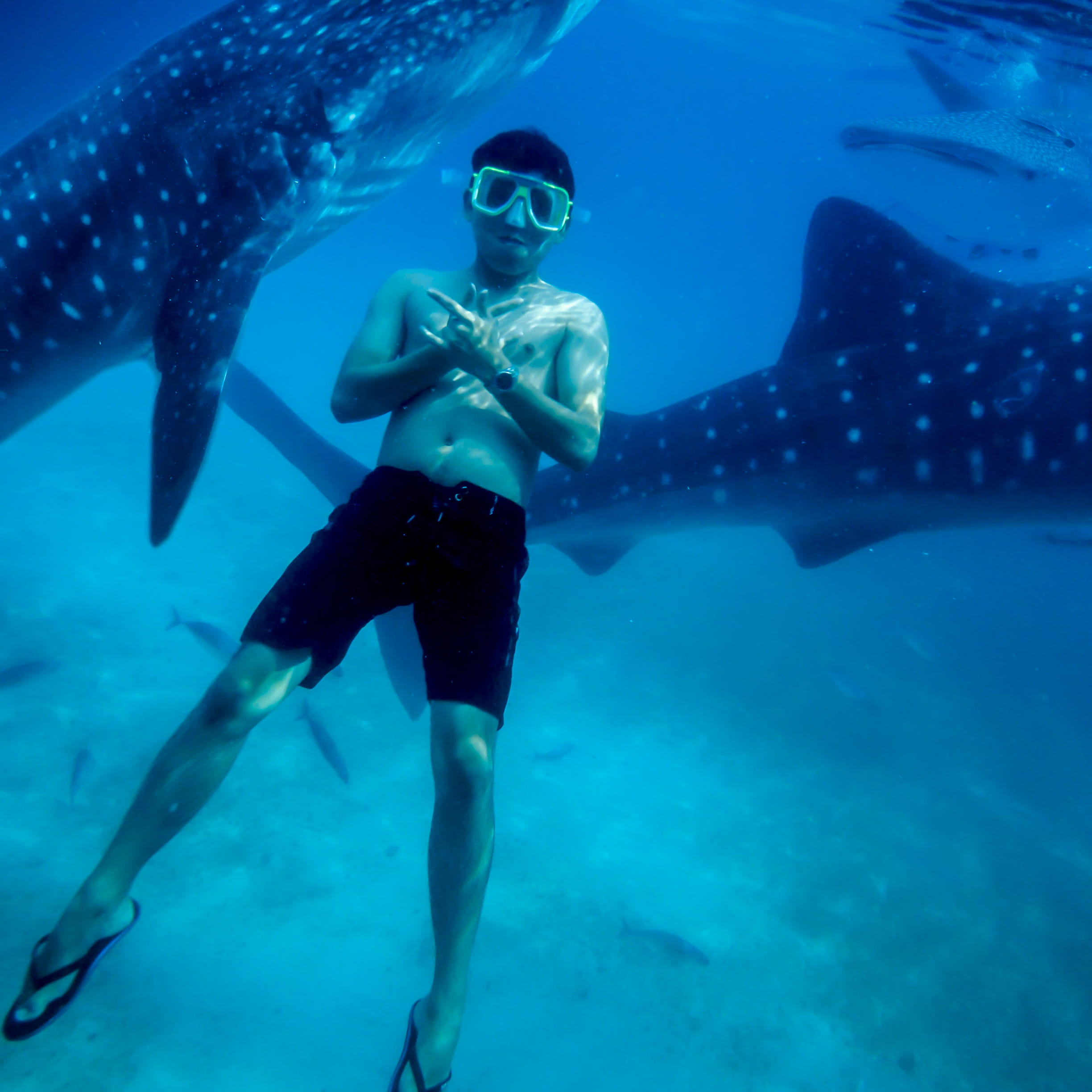 water, swimming, 1080P, cebu oslob, fish, marine, lifestyles, animals in the wild, underwater, sea, real people, swimwear, one person, undersea, swimming with whale sharks, Phone HD Wallpaper