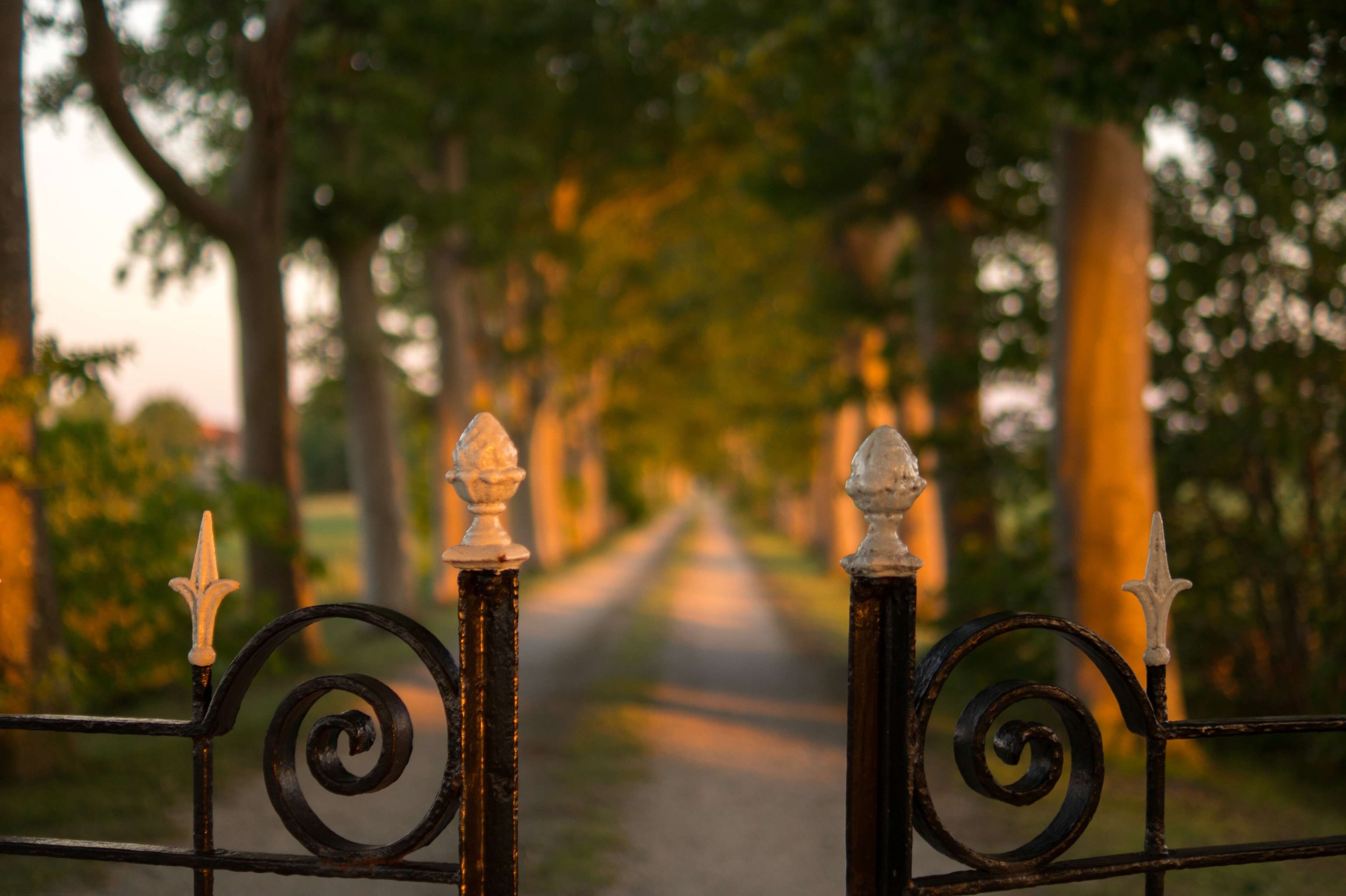 outdoors, tree, wrought iron, close-up, day, unpaved pathway, protection, wheel, trees, park, daylight, boundary, 4K, metal, focus on foreground, transportation, HD Wallpaper