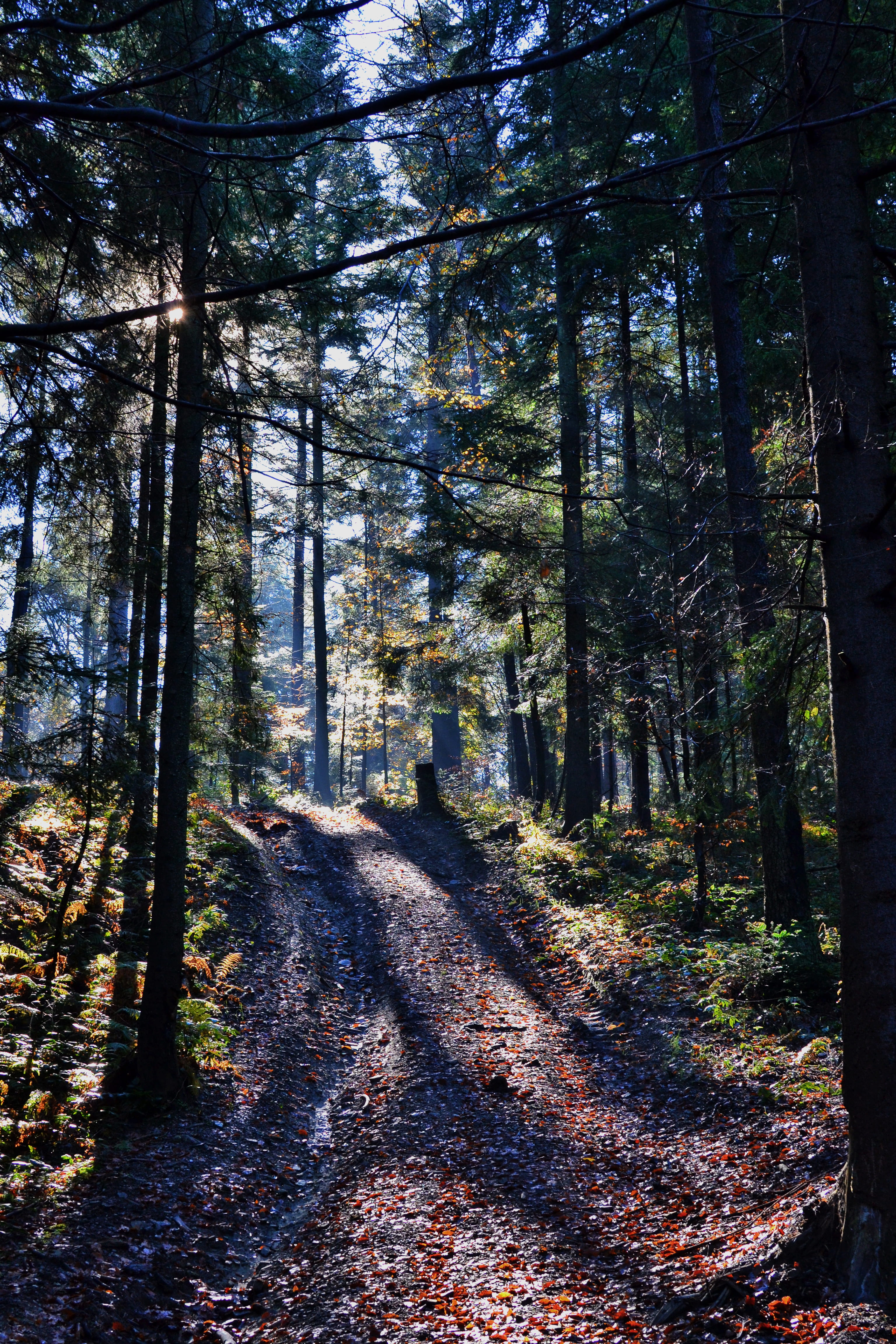 land, non-urban scene, trees, no people, woodland, 4K, road, daytime, green, trunk, autumn, path, footpath, long, unpaved, tree, tranquility, day, the way forward, Phone HD Wallpaper